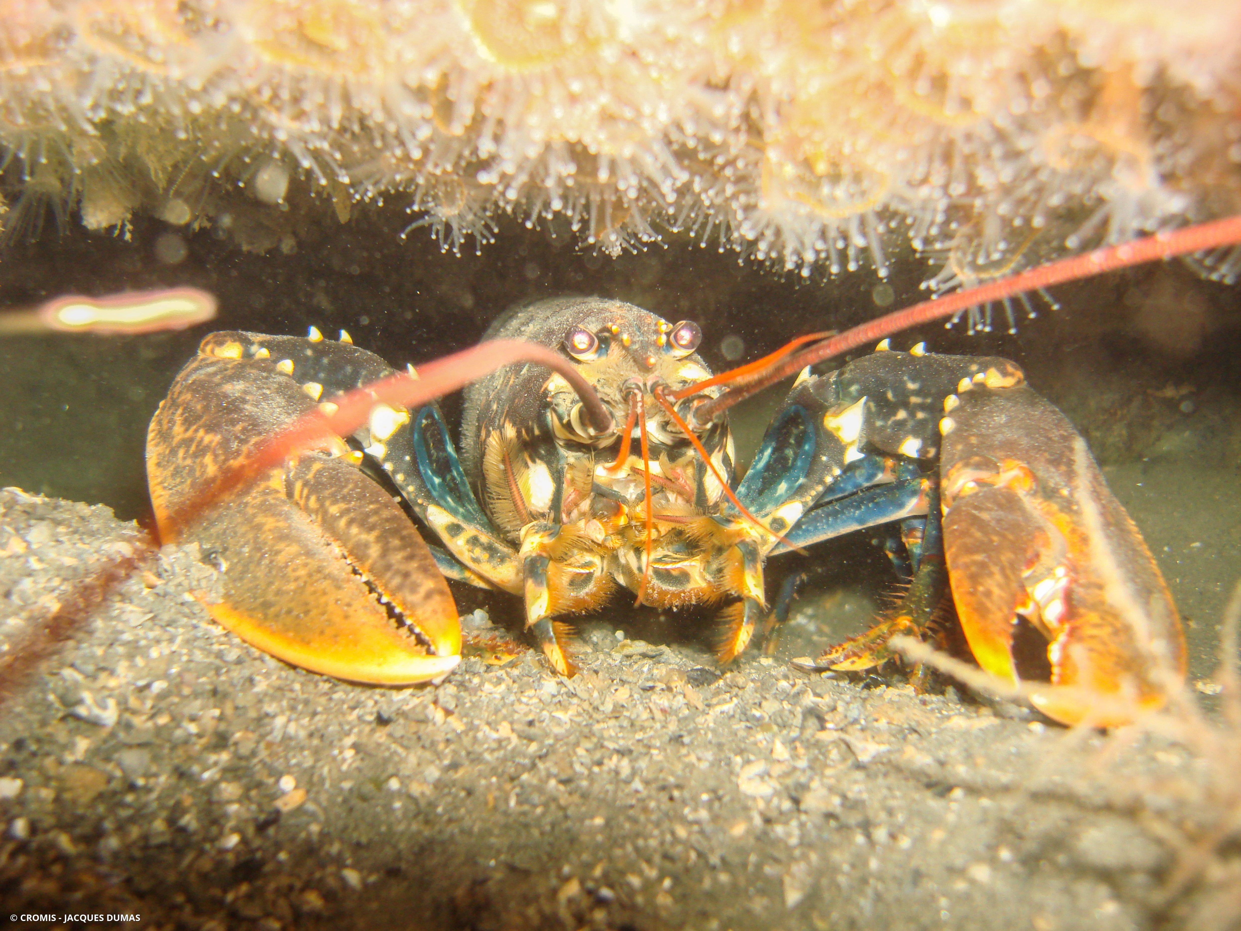 Homard européen