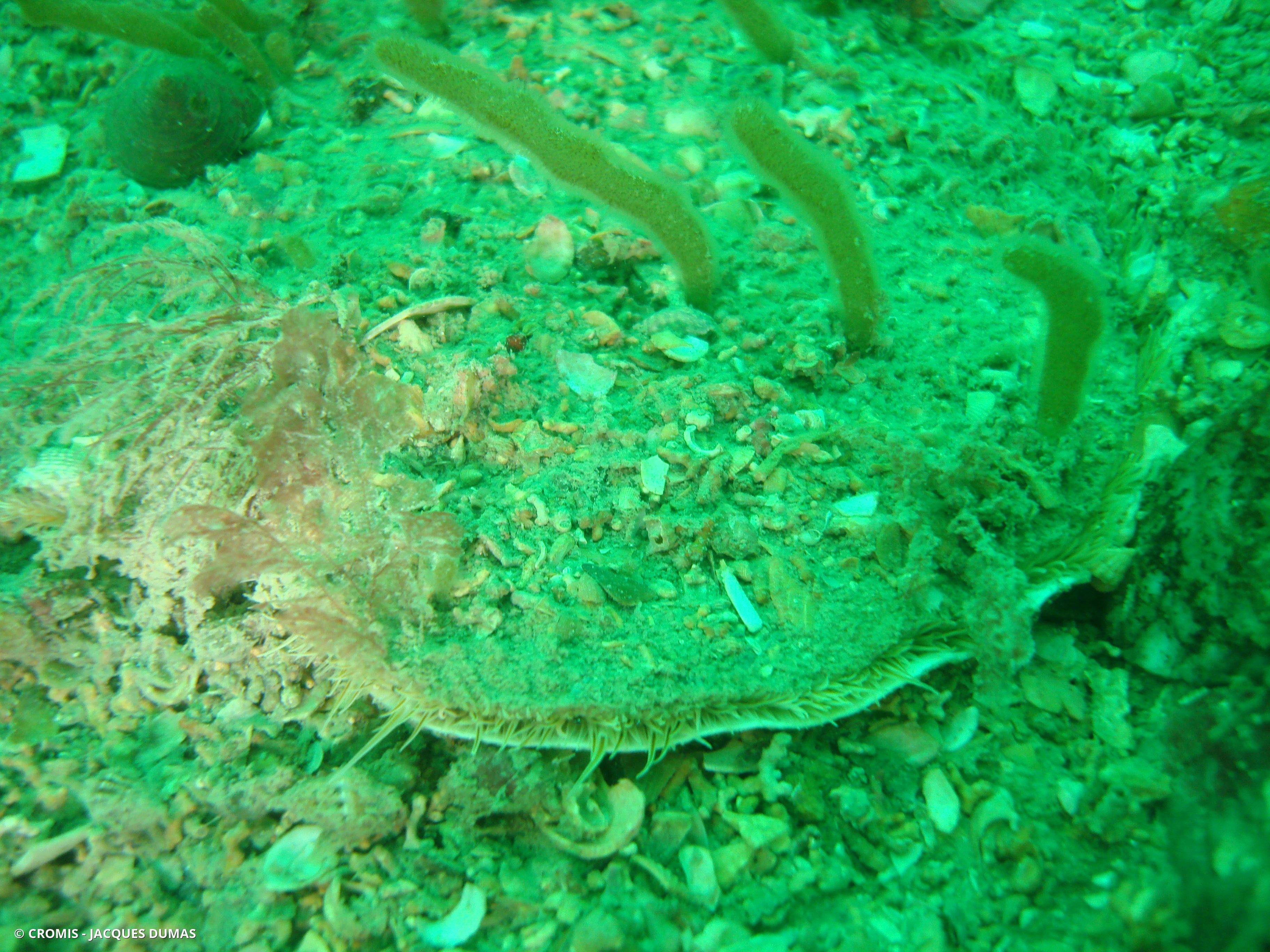 Coquille Saint-Jacques de l'Atlantique