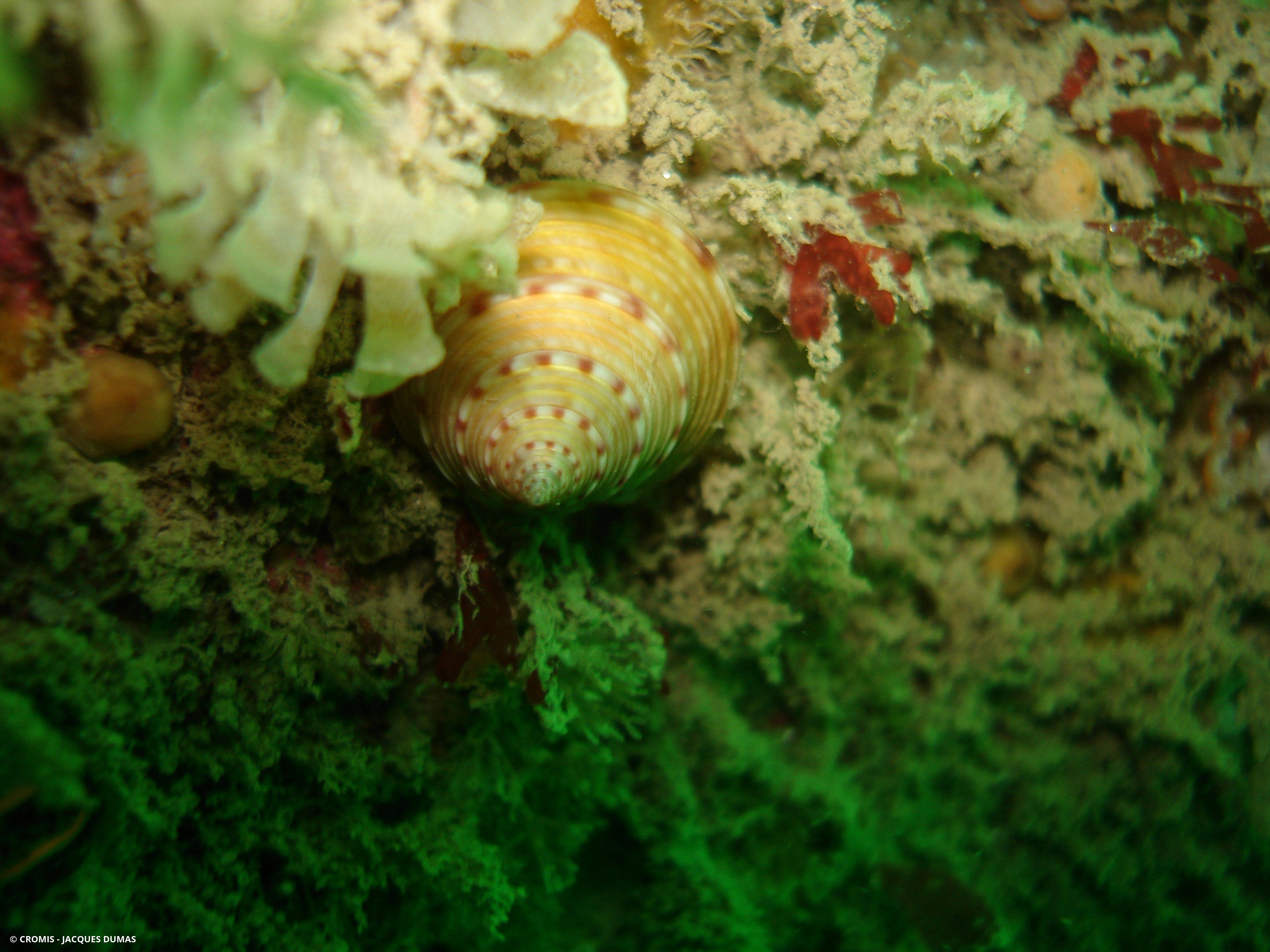 Calliostome jujube