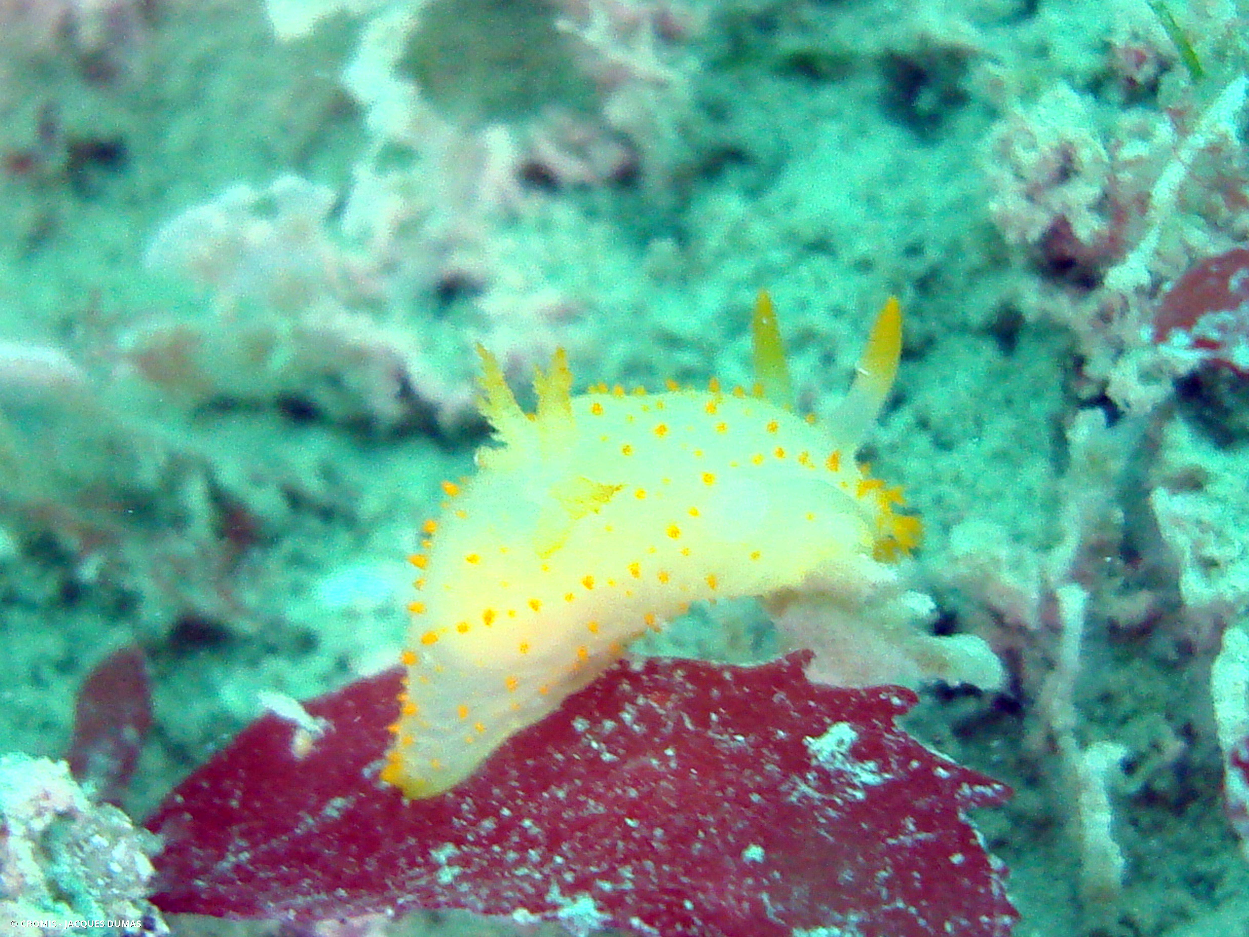 Crimora à papilles