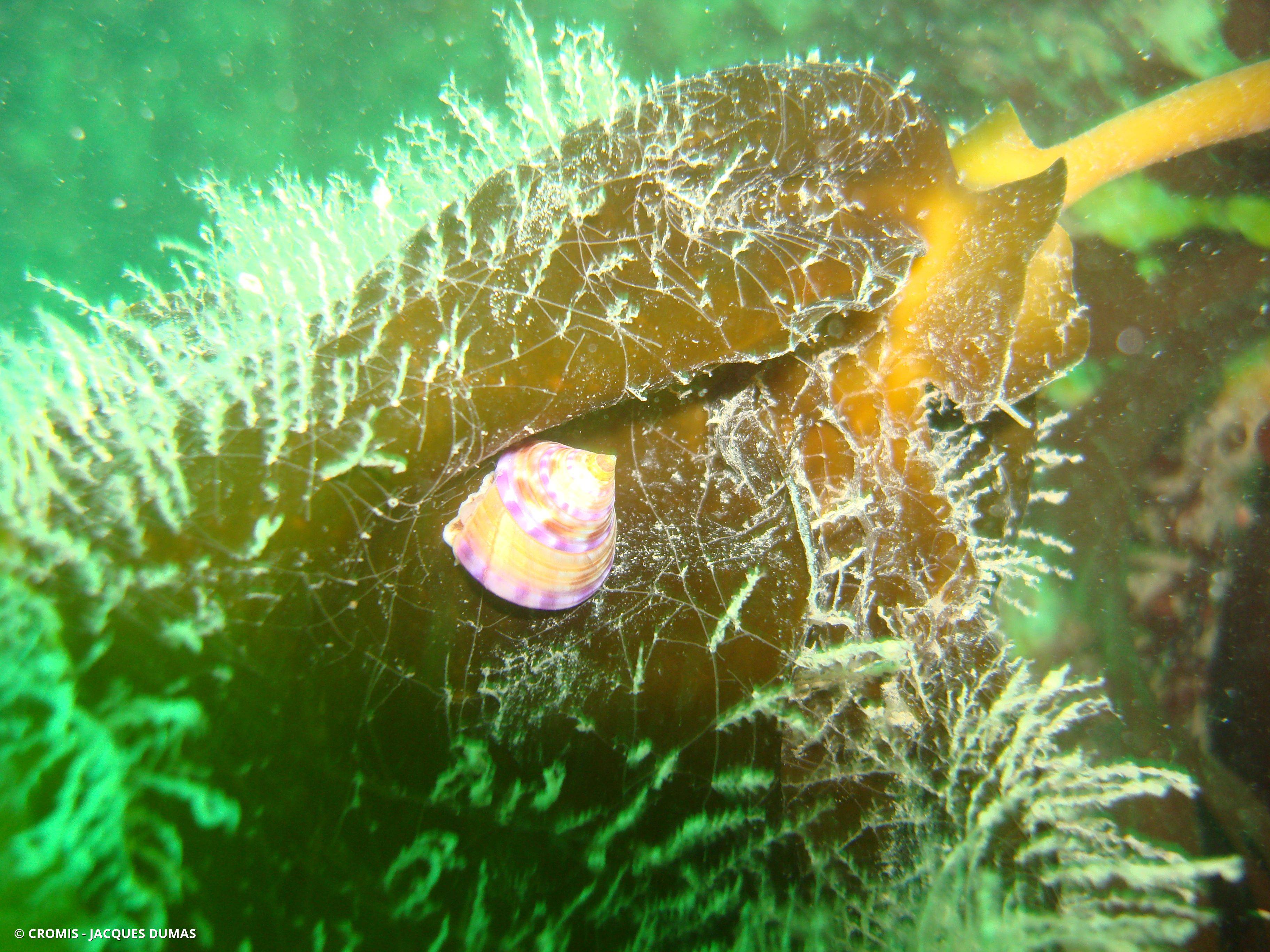 Calliostome jujube