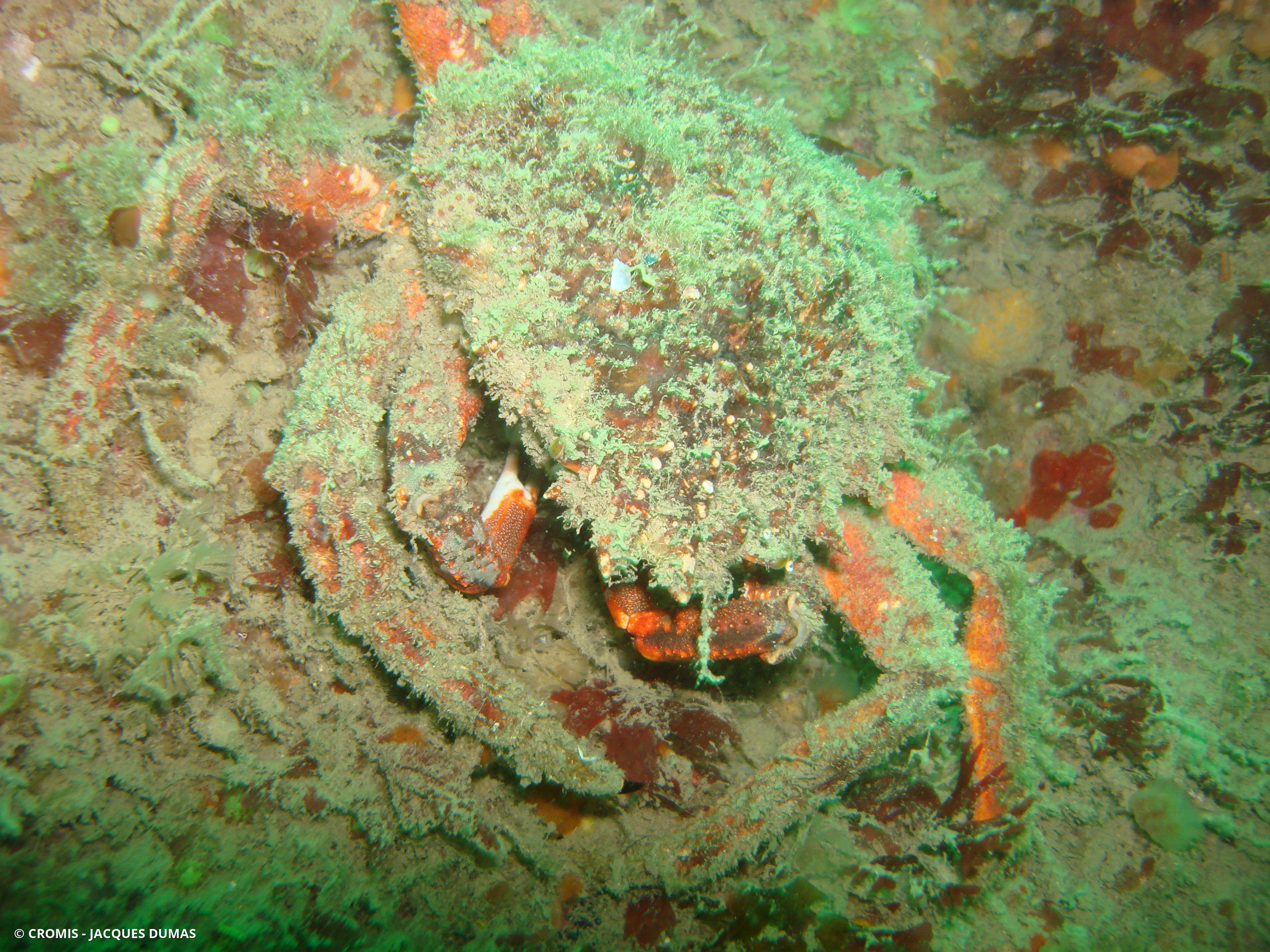 Araignée de mer Atlantique