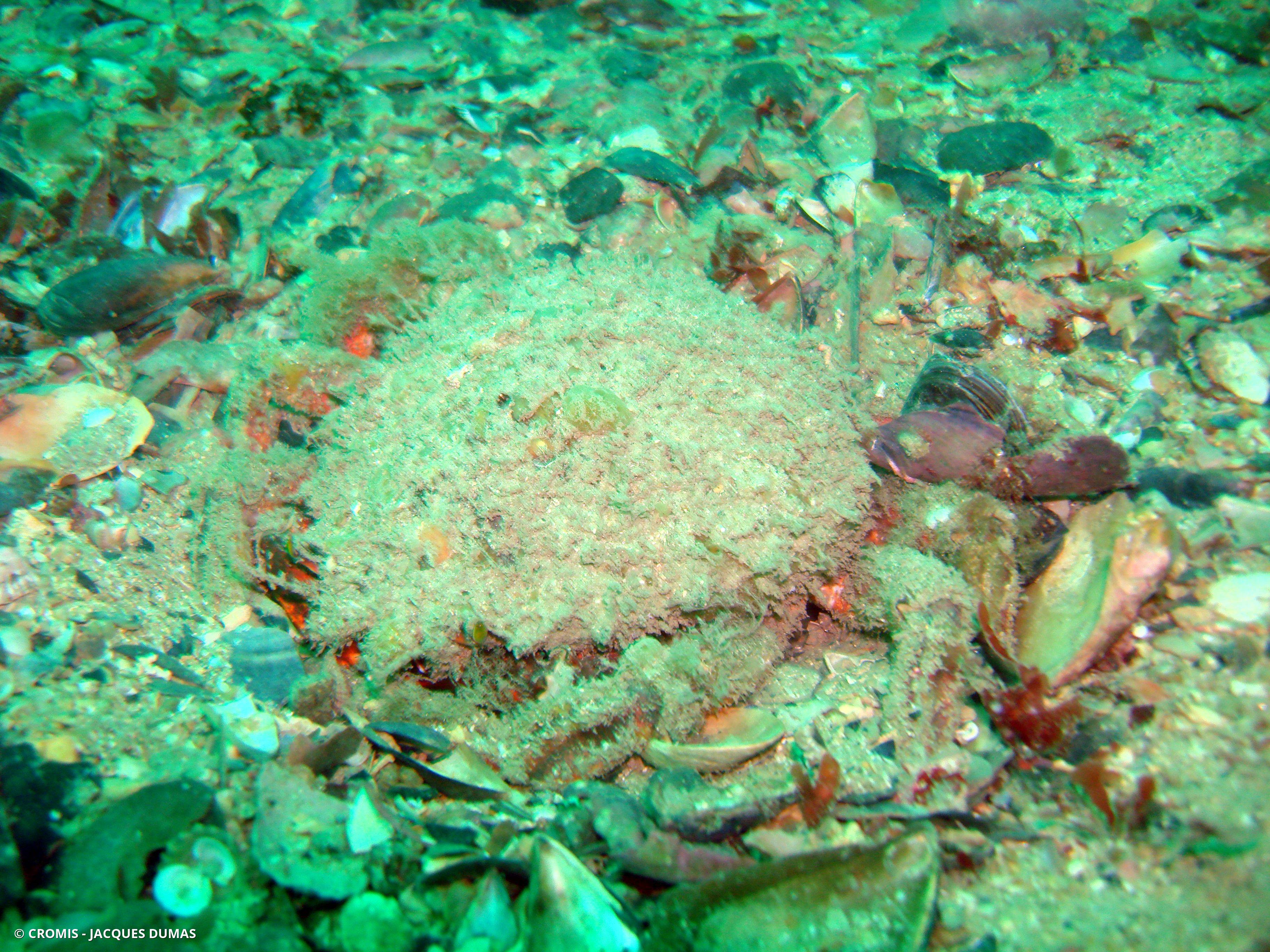Araignée de mer Atlantique