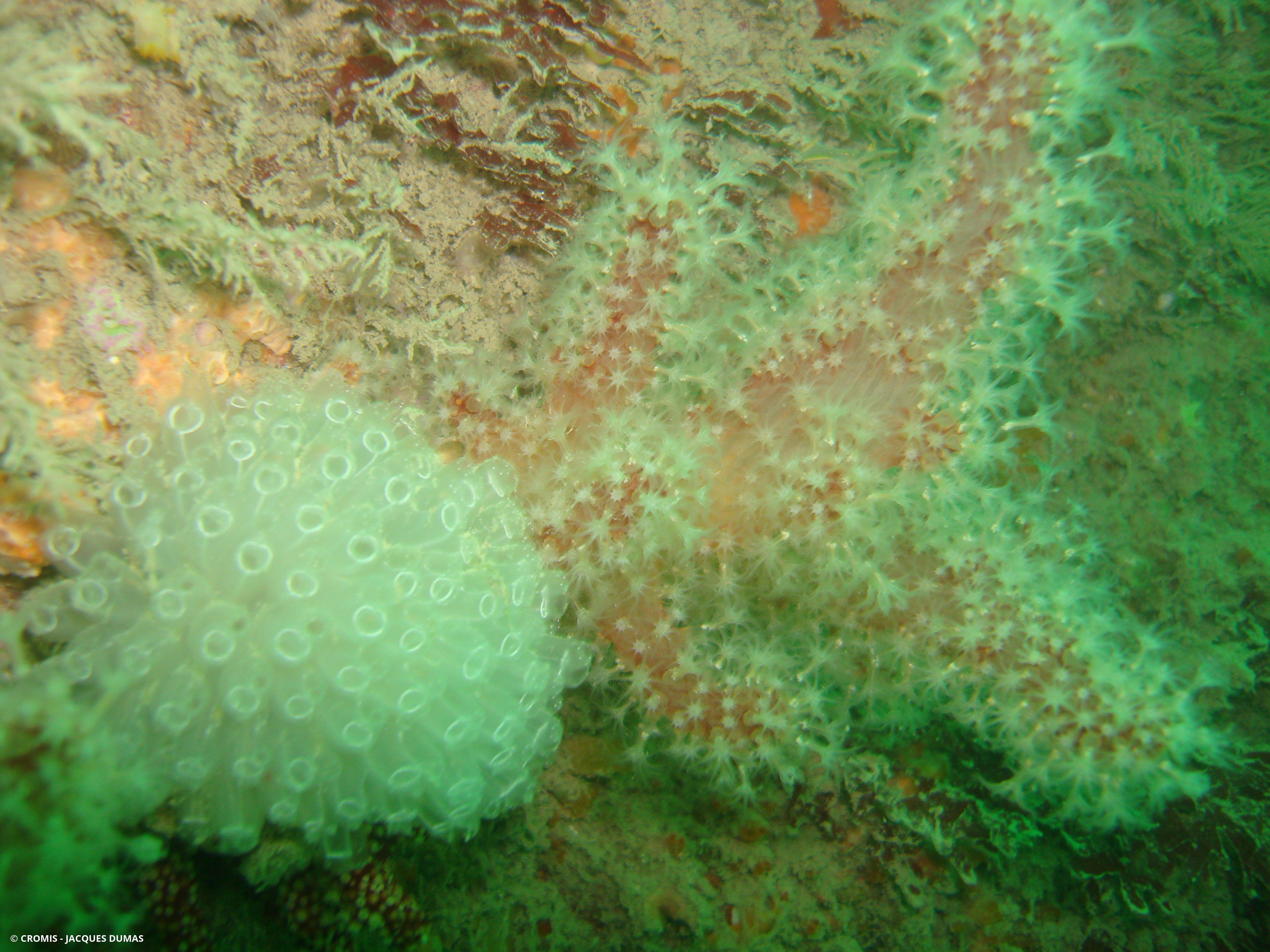 Alcyon rouge