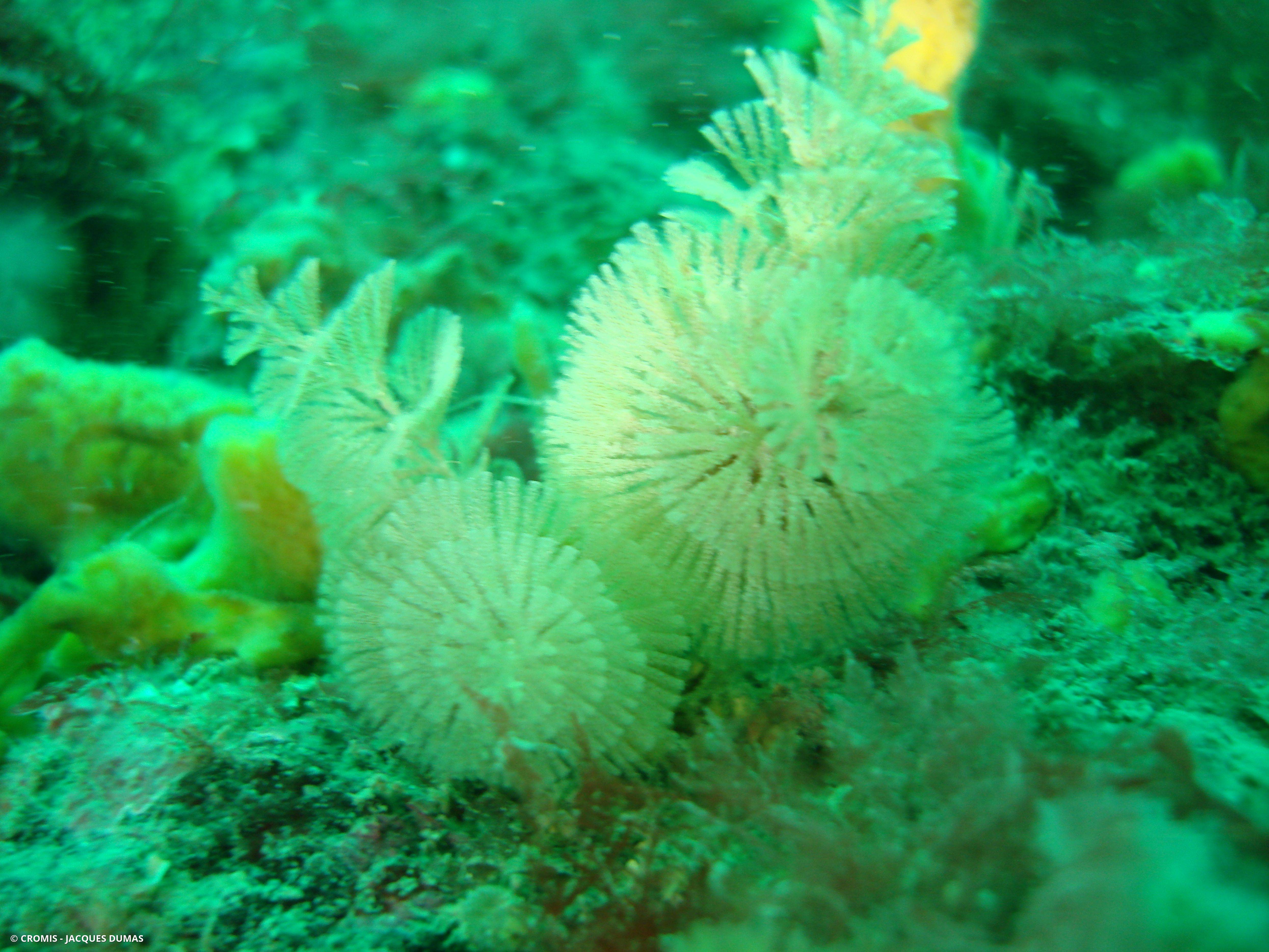 Bugule flabellée