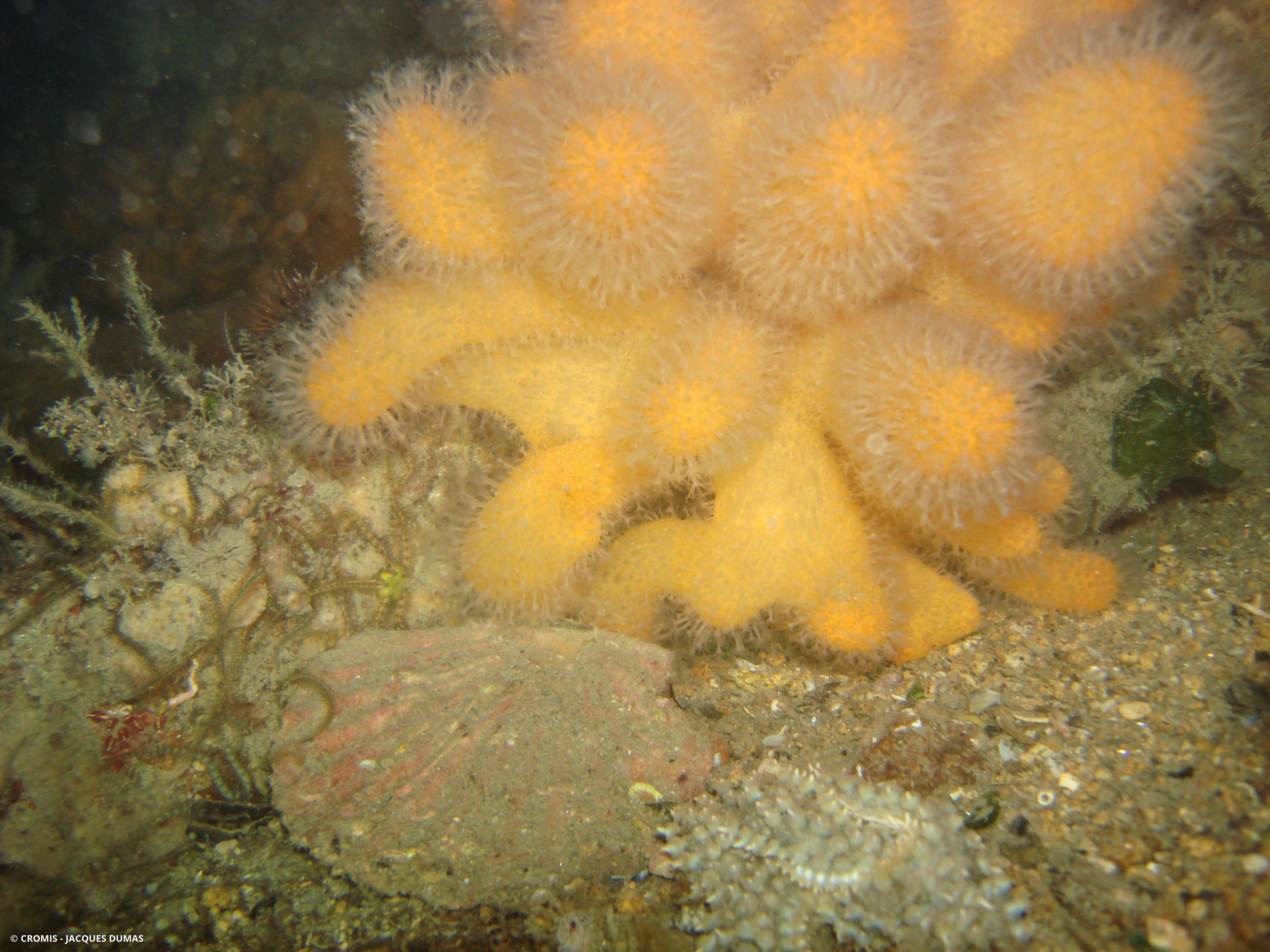 Alcyon jaune