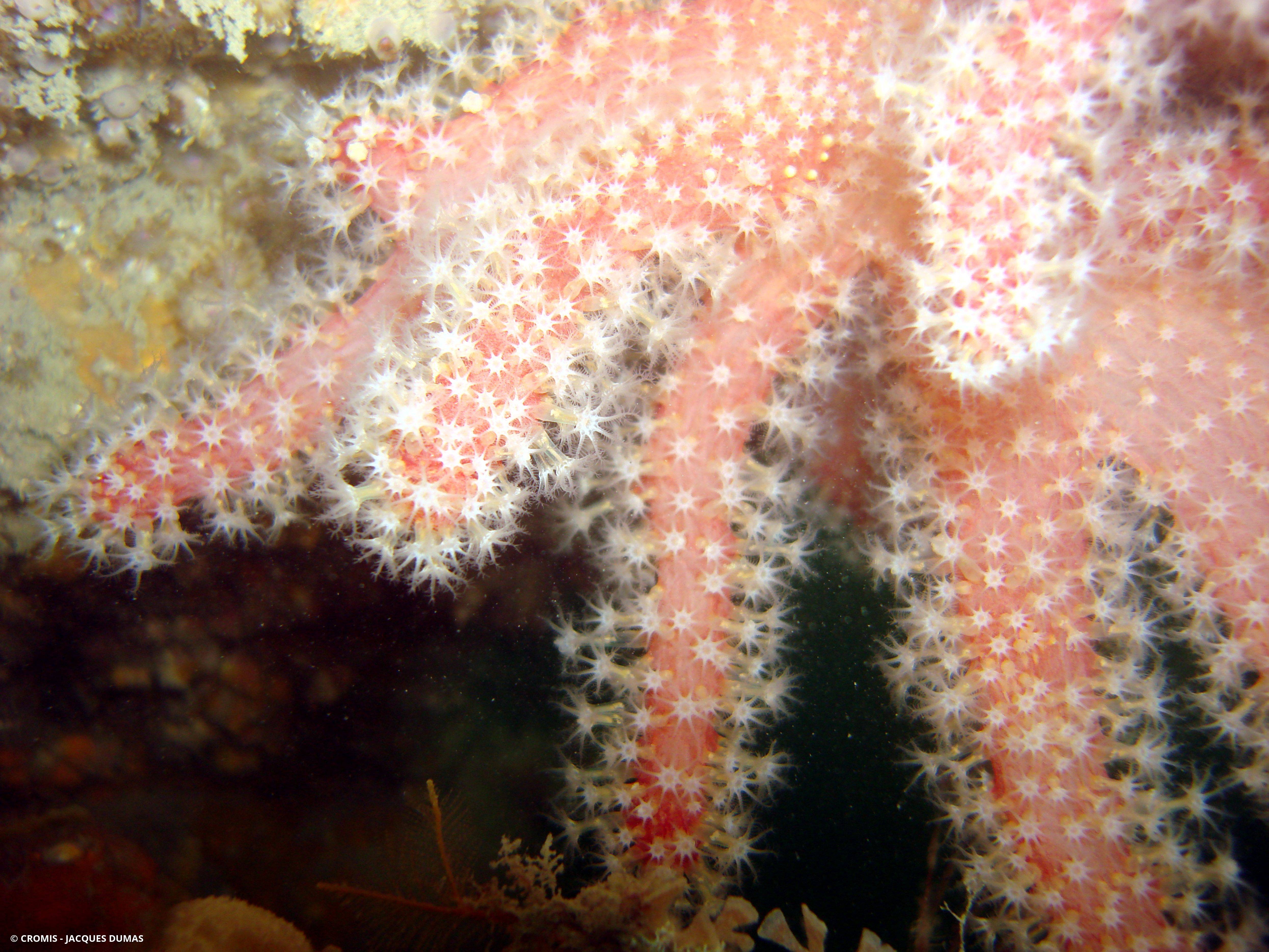 Alcyon rouge