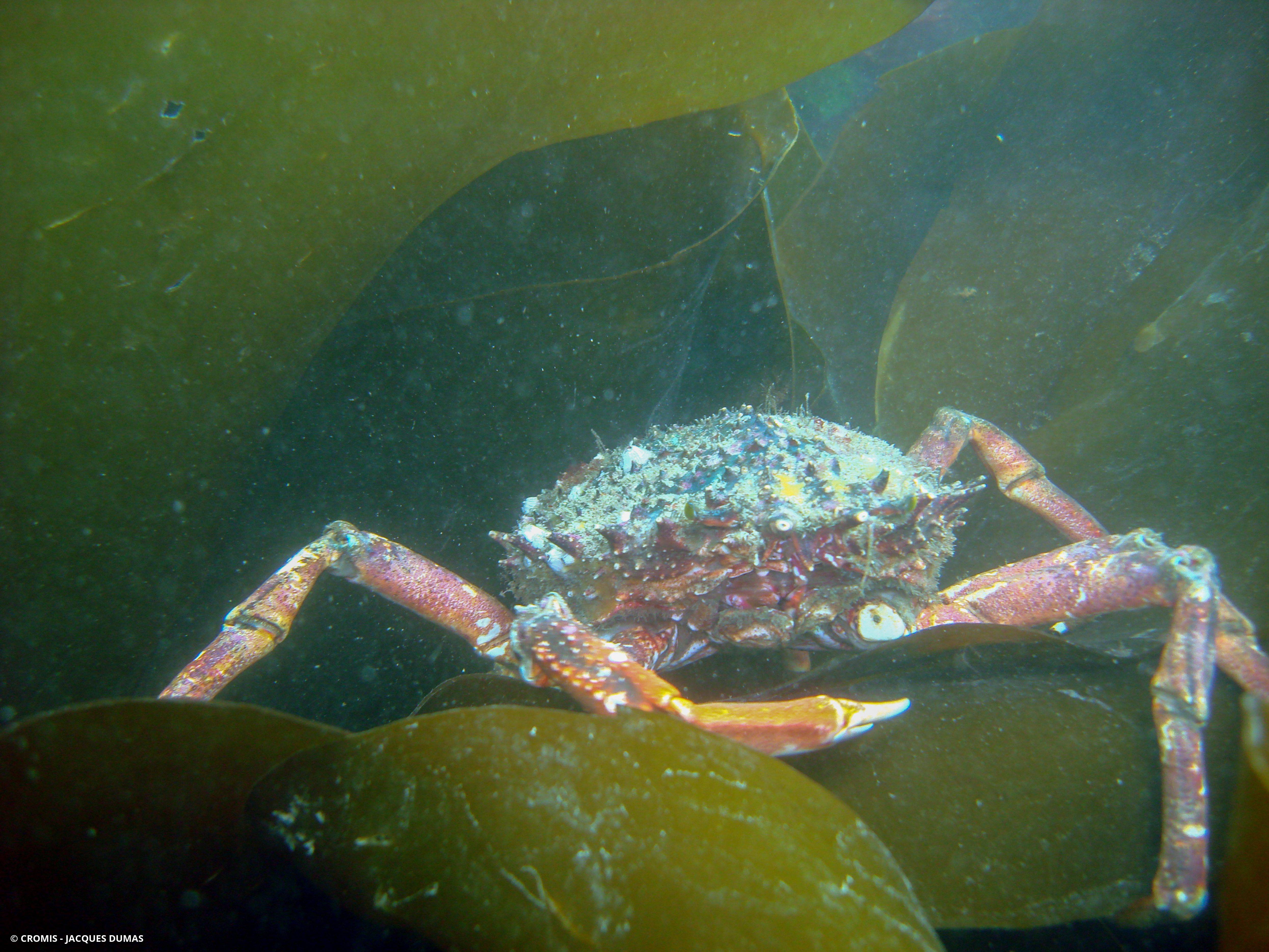 Araignée de mer Atlantique