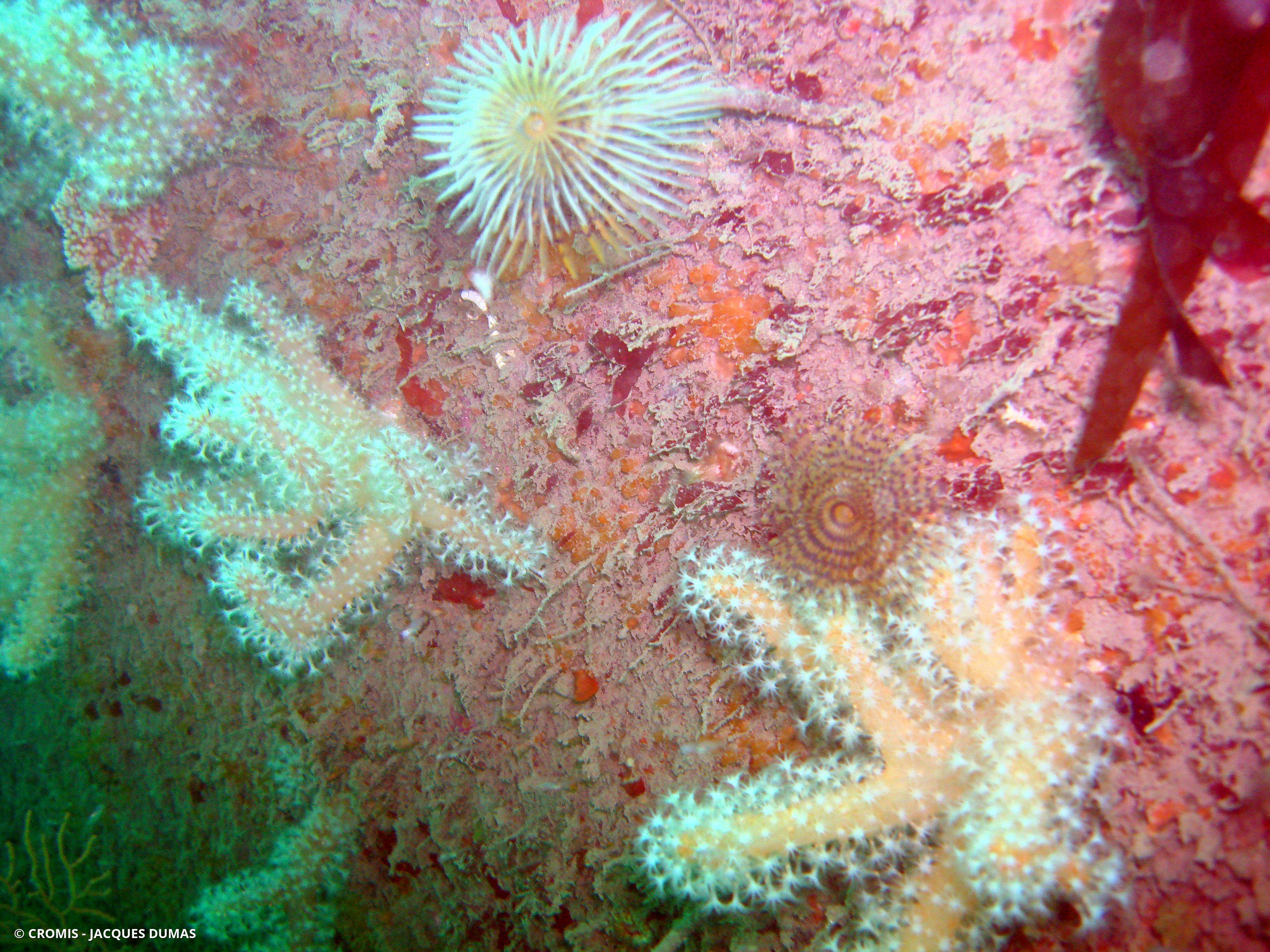 Alcyon rouge