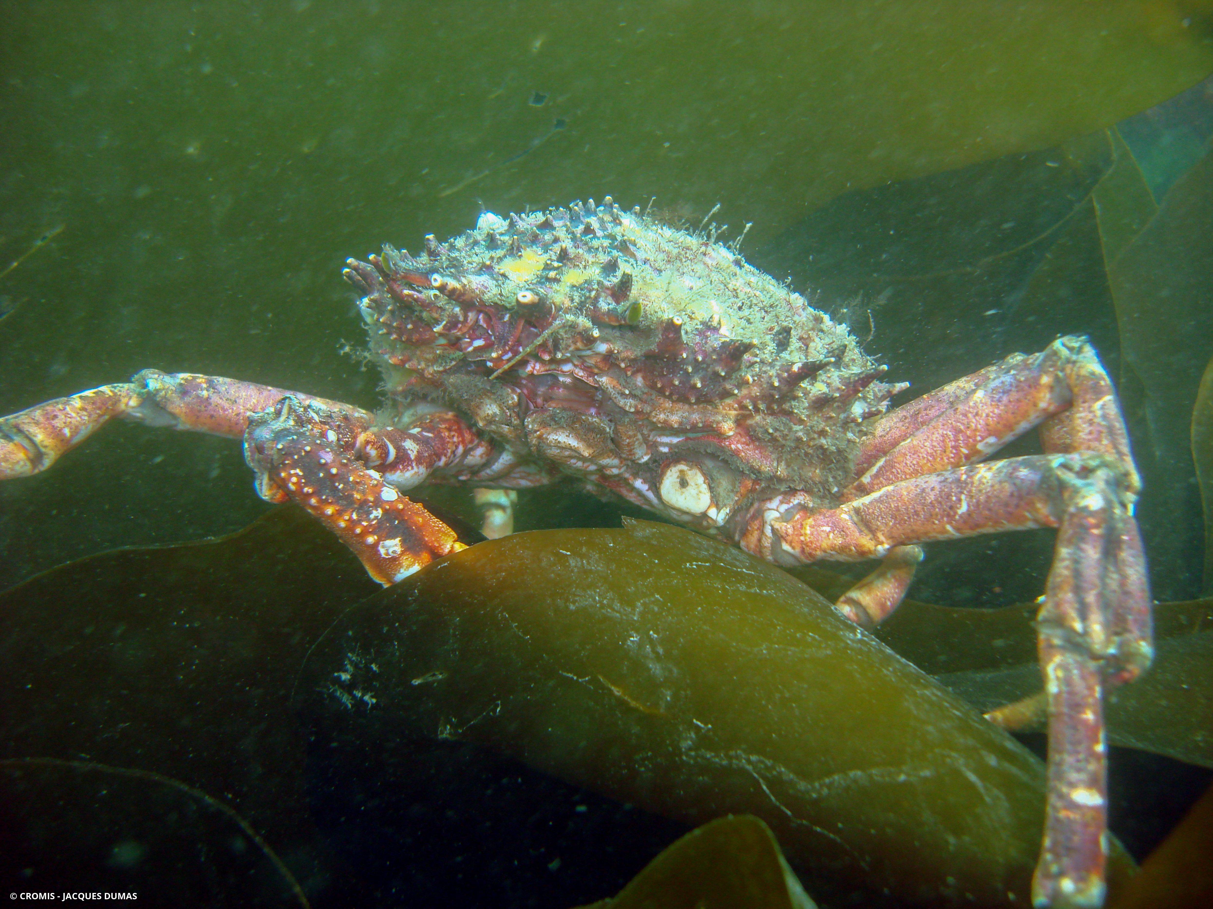 Araignée de mer Atlantique
