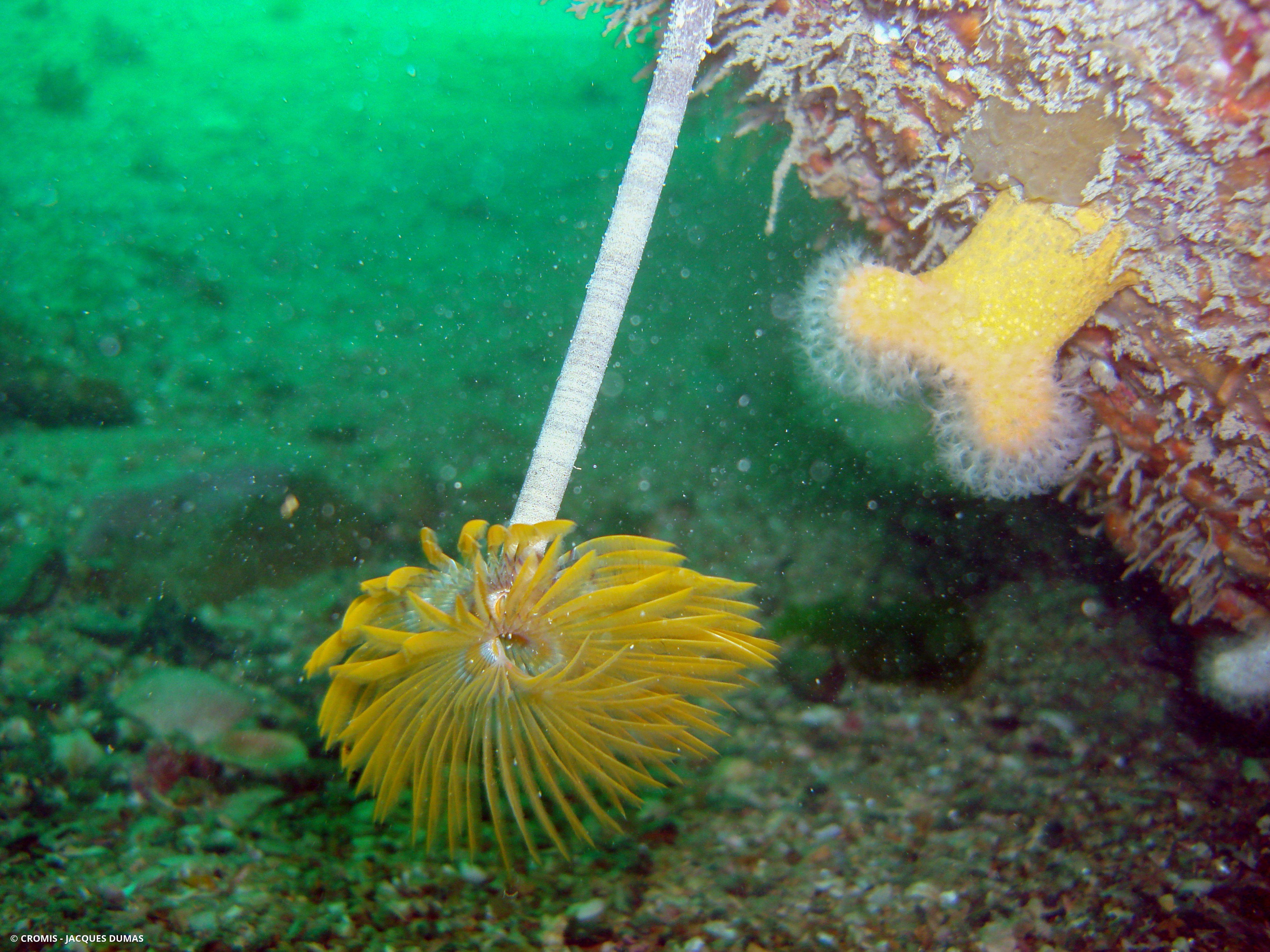 Alcyon jaune