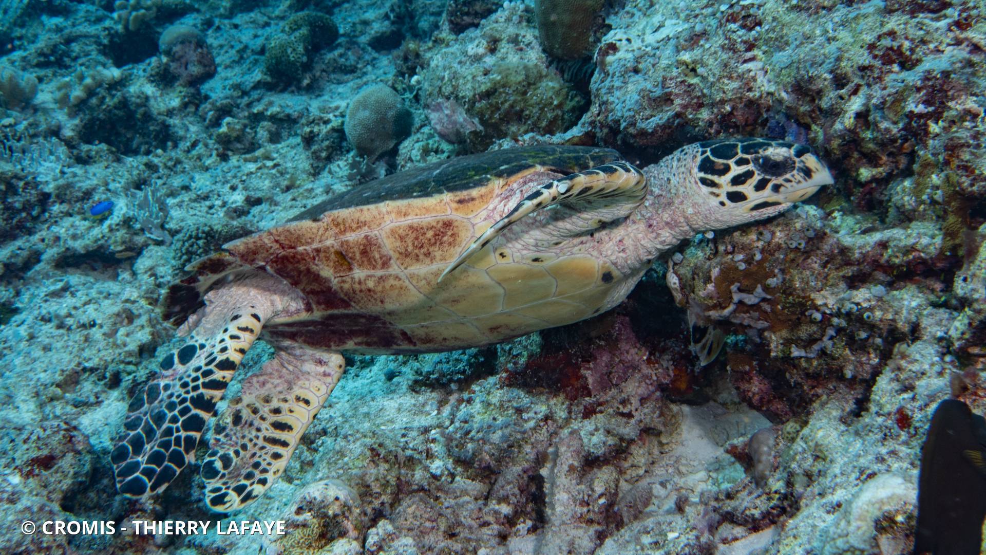 Tortue imbriquée