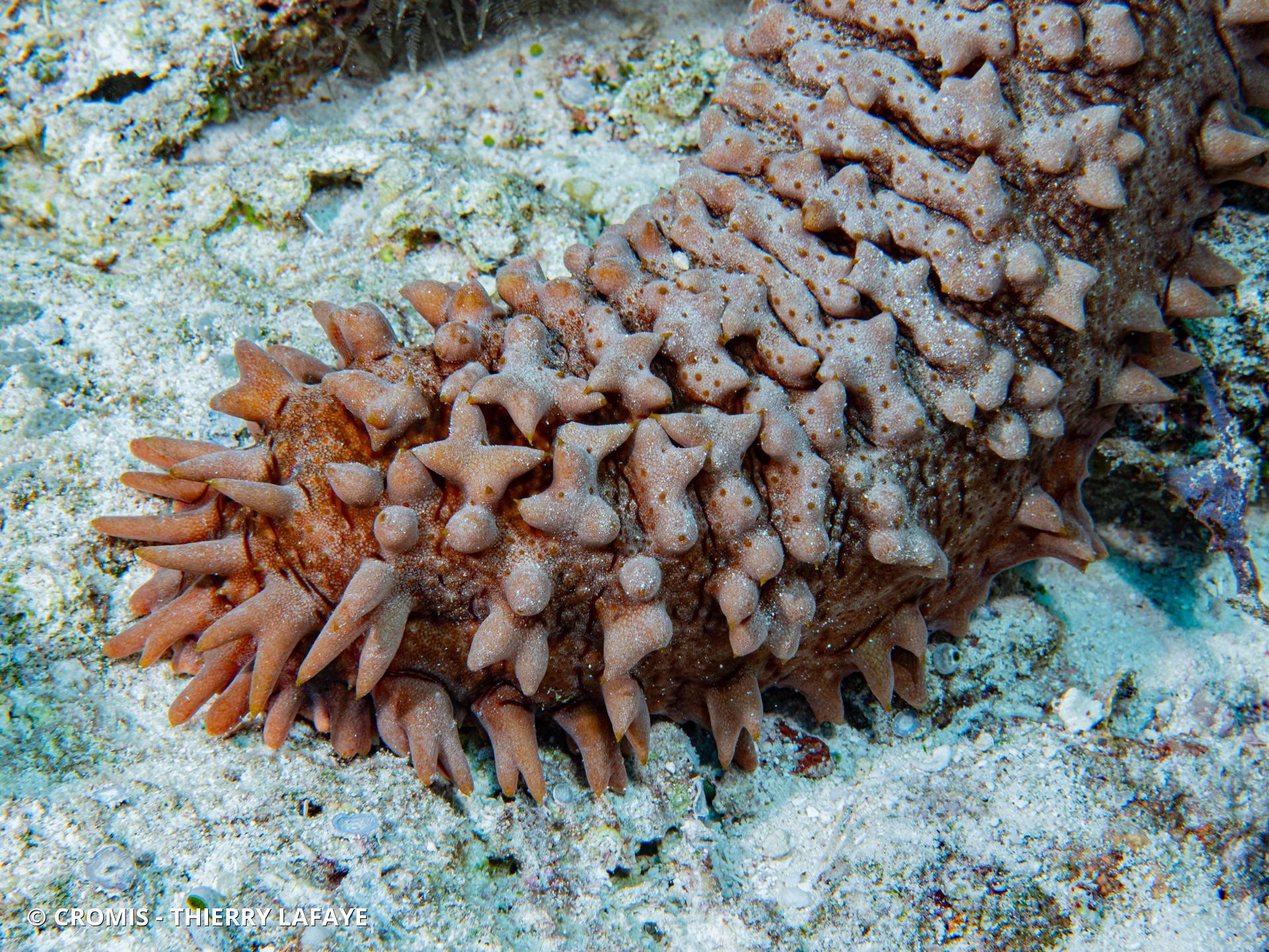 Concombre de mer épineux