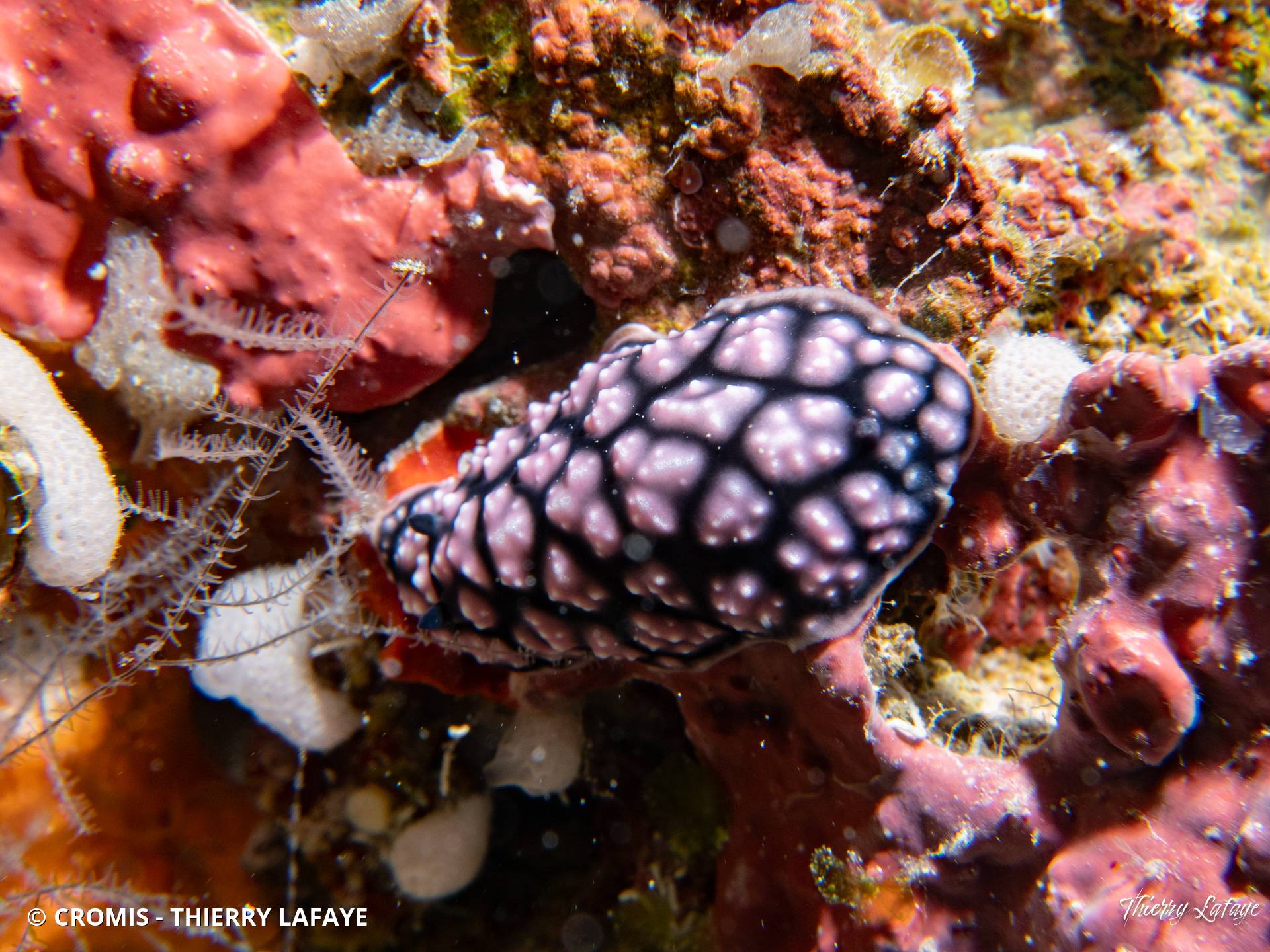 Phyllidie pustuleuse