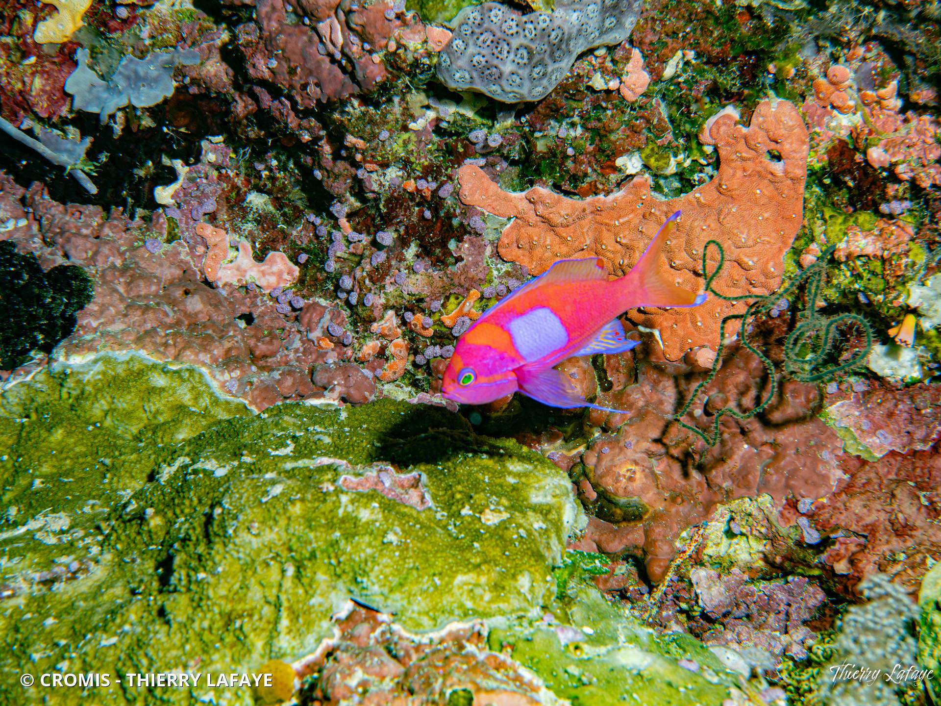 Anthias à tache carrée