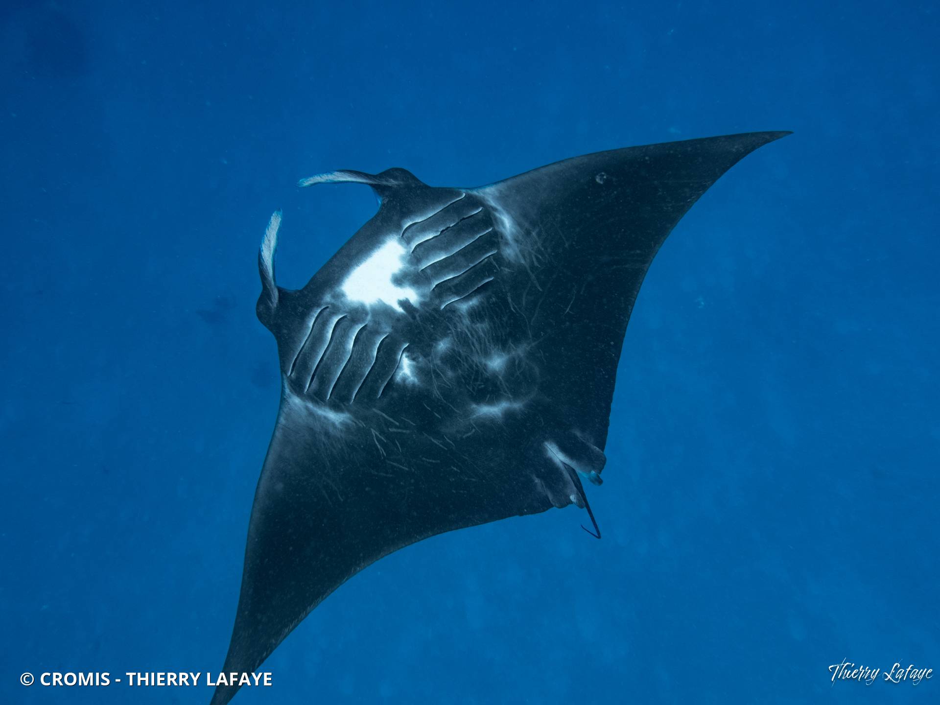 Manta géante