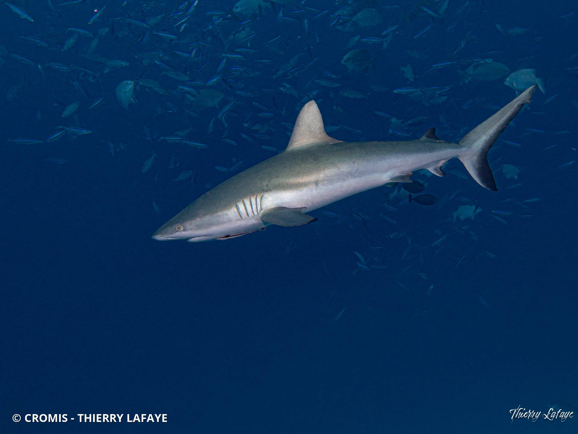 Requin gris de récif