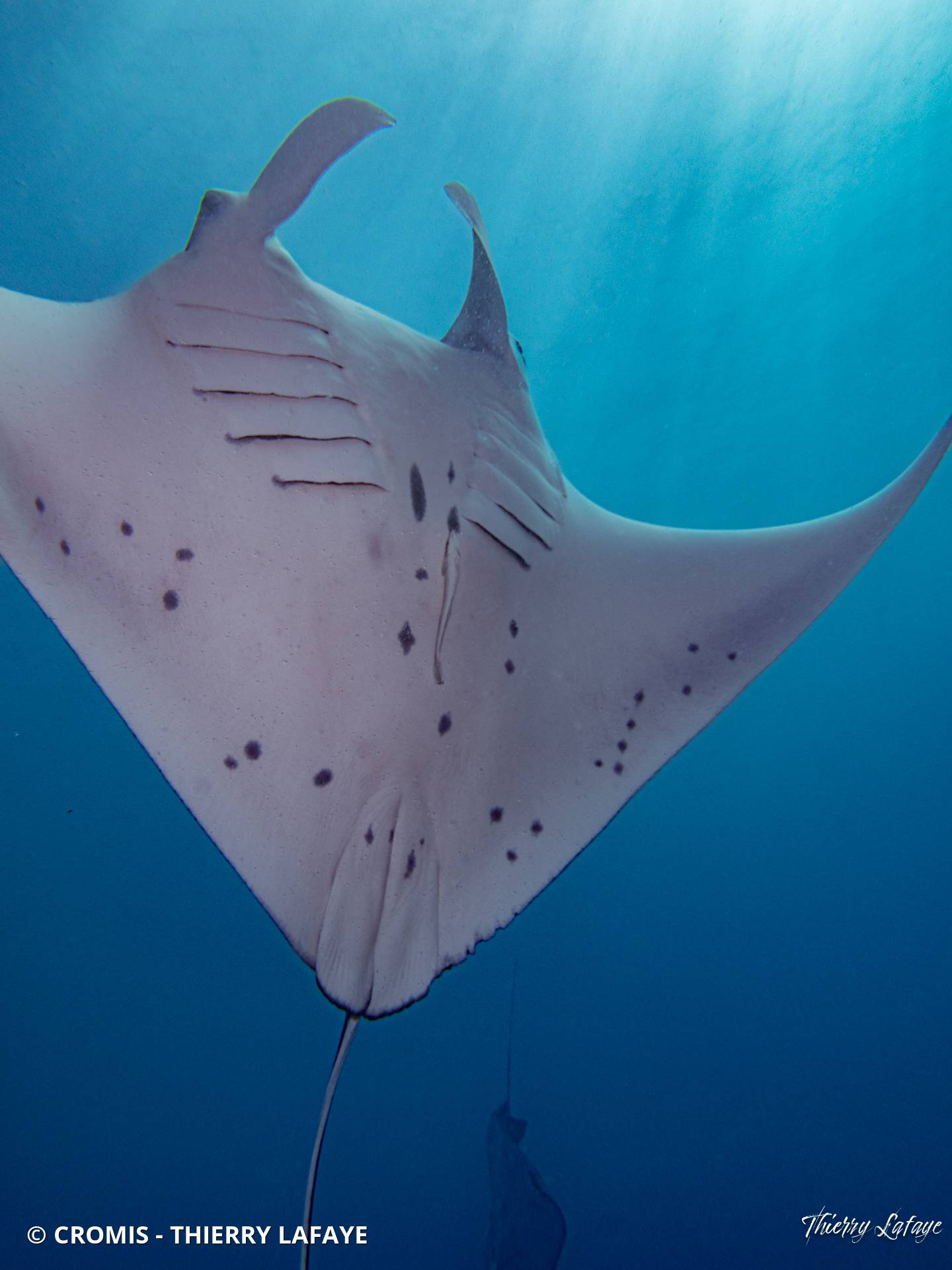 Manta géante