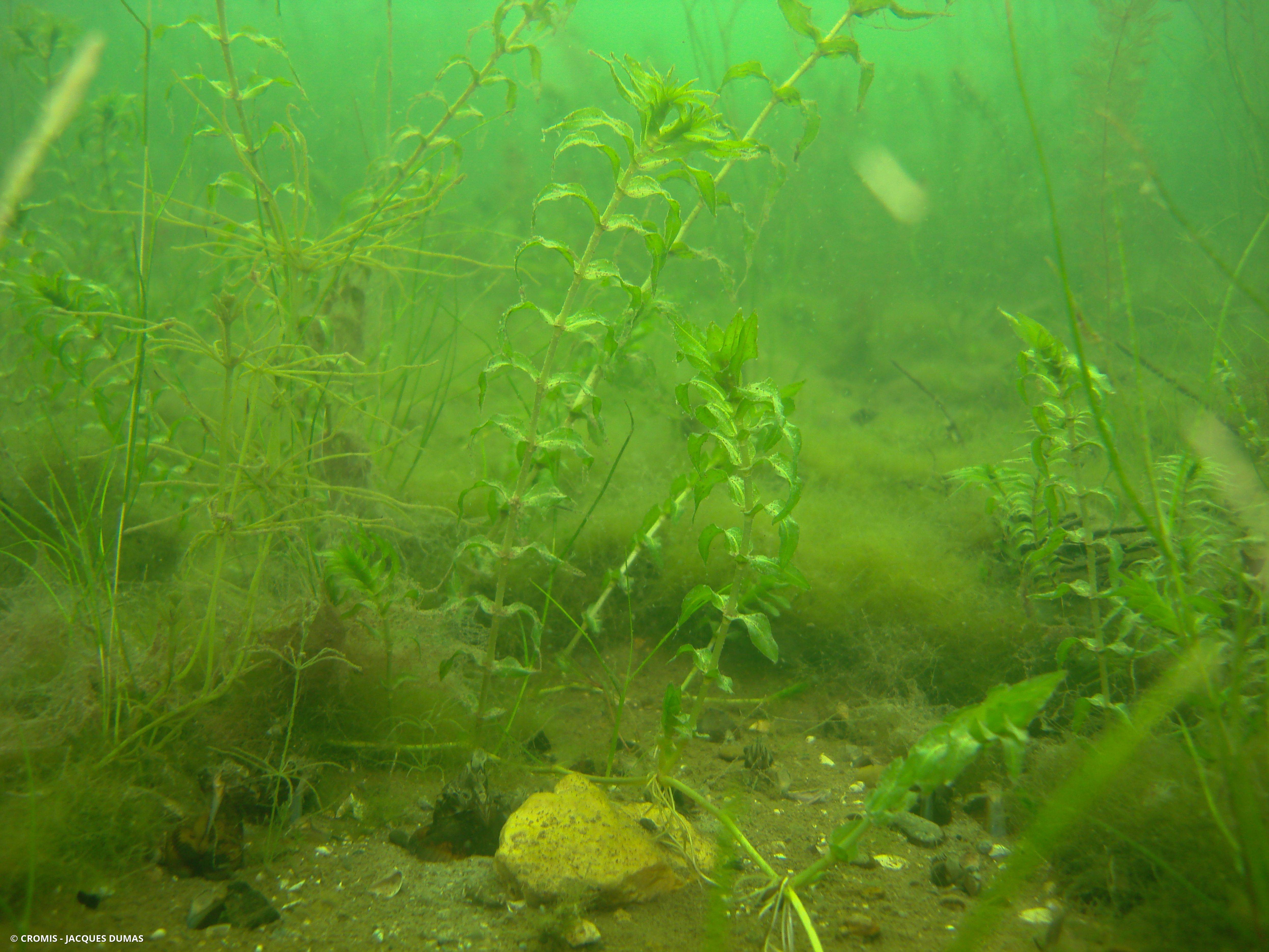 Potamot serré