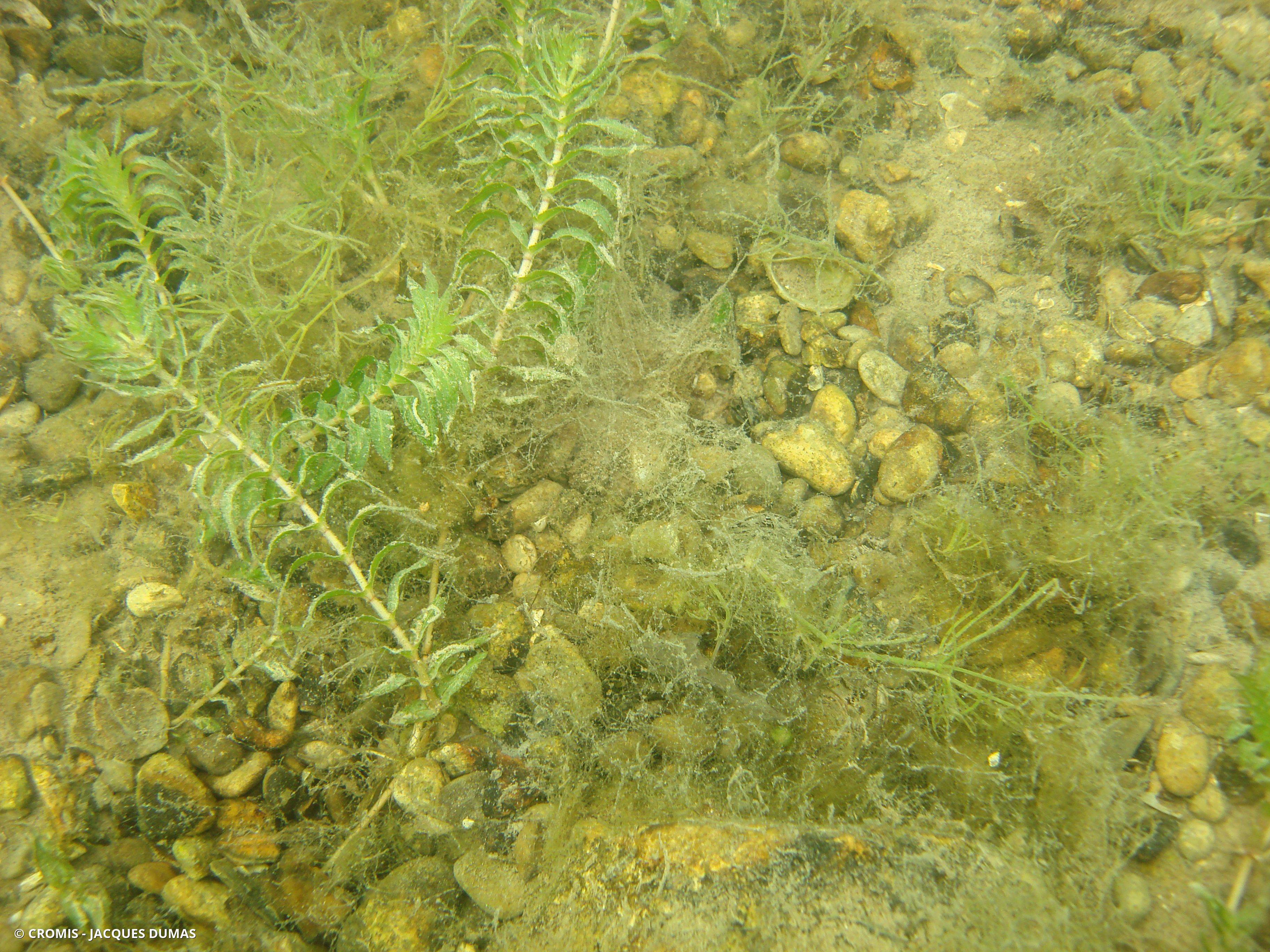 Potamot serré