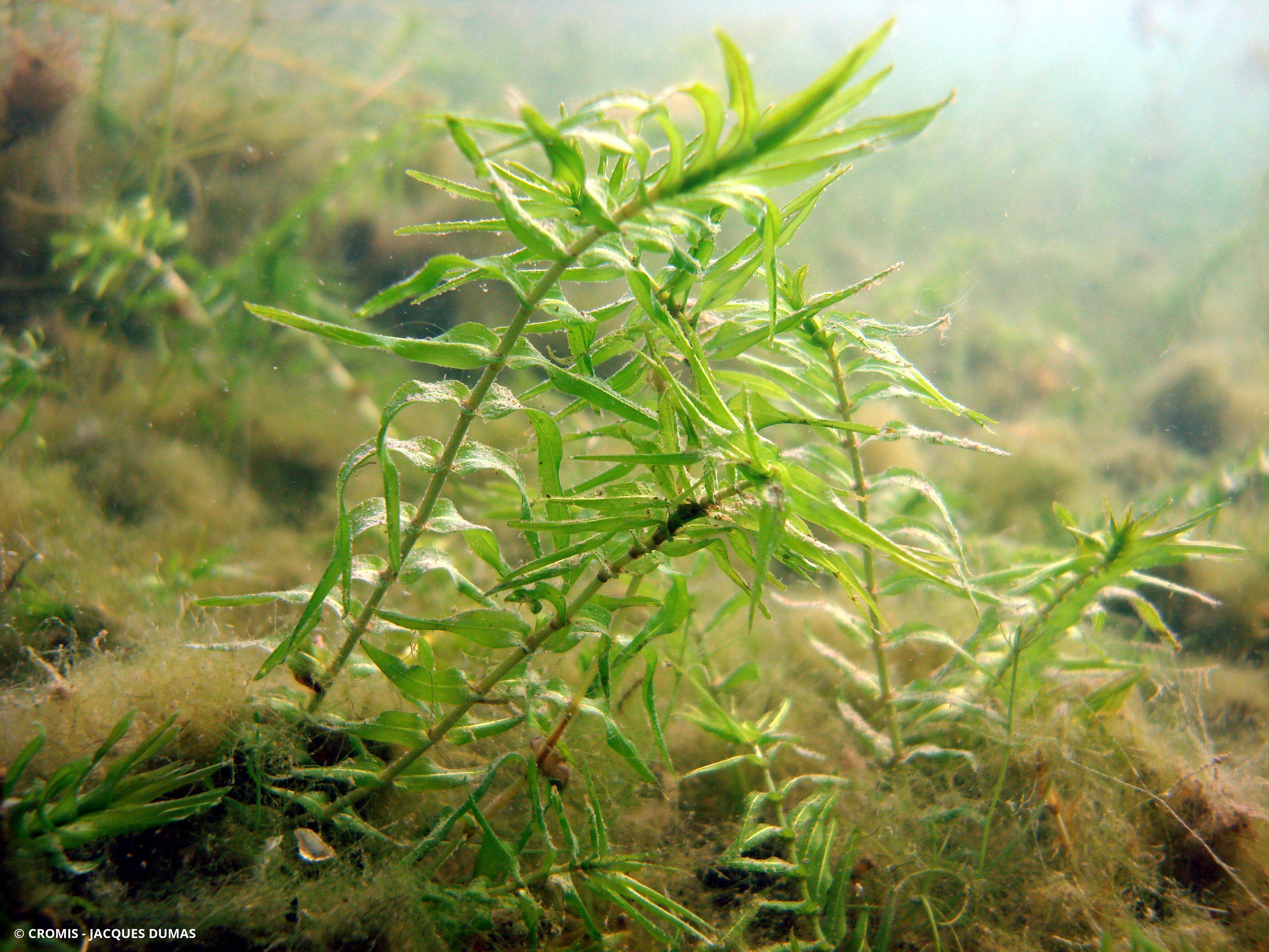 Potamot serré