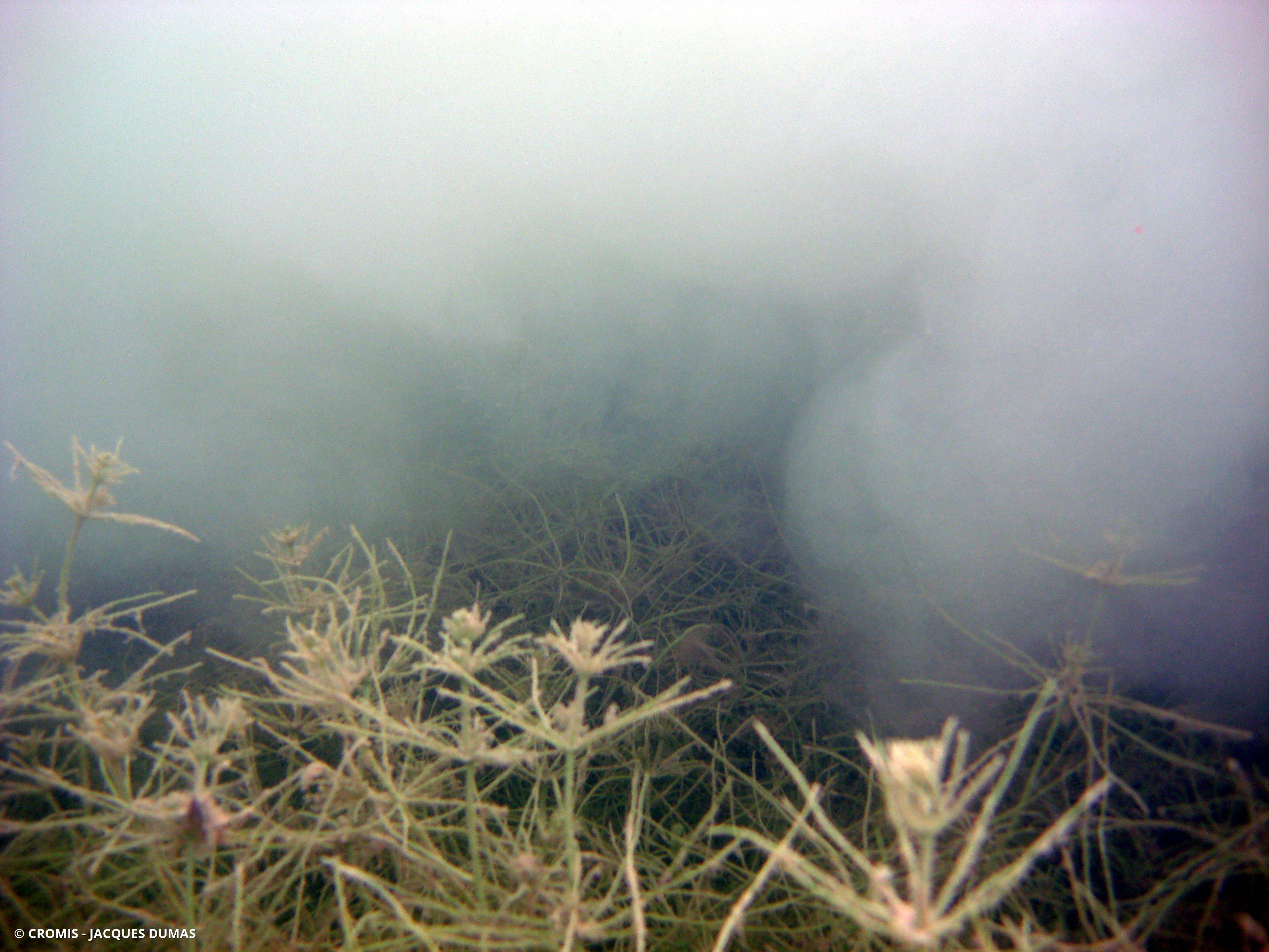 Spirogyre