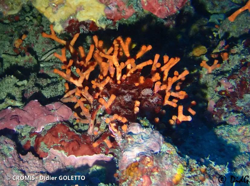 Faux corail