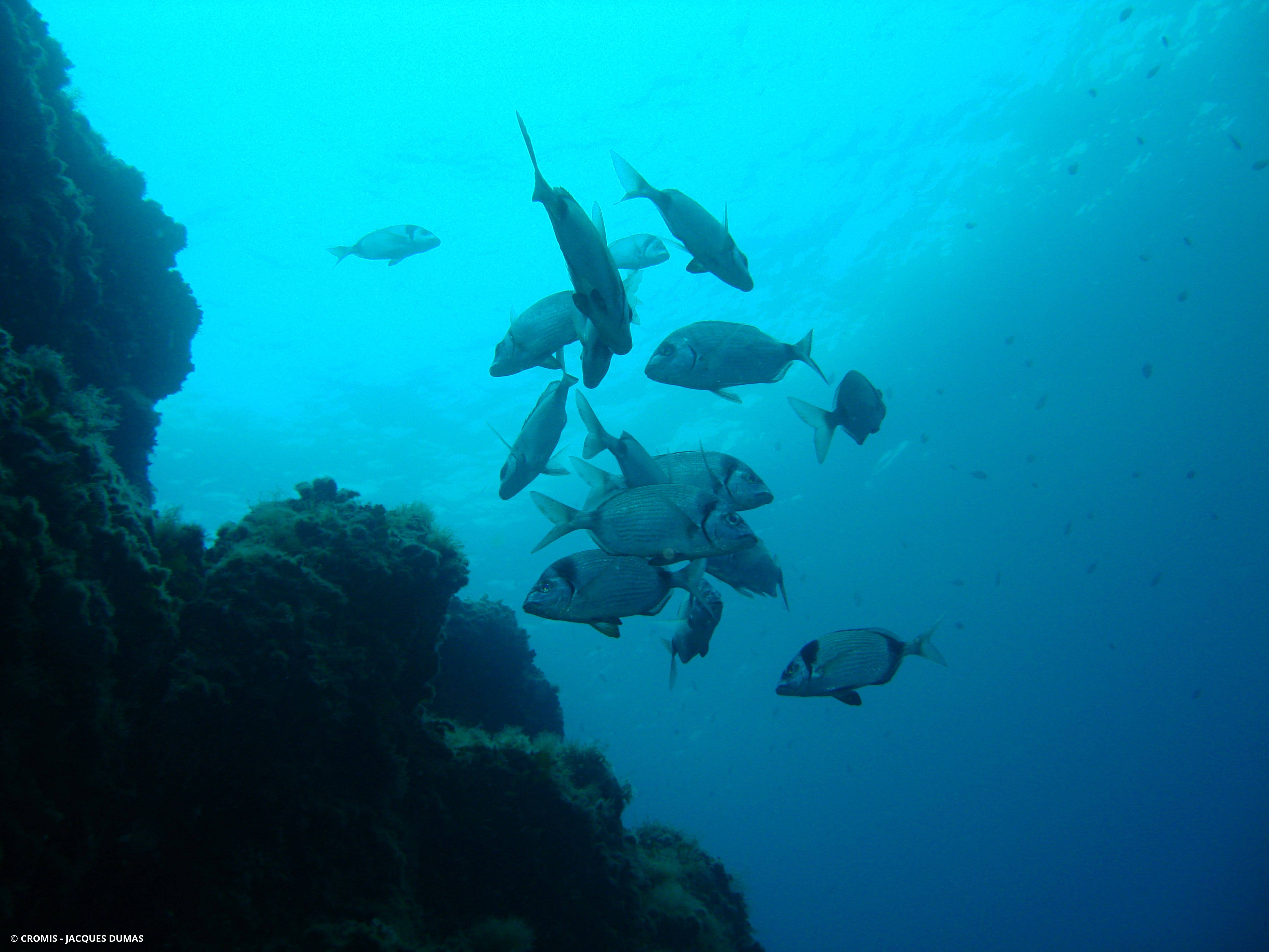 Sar commun de Méditerranée