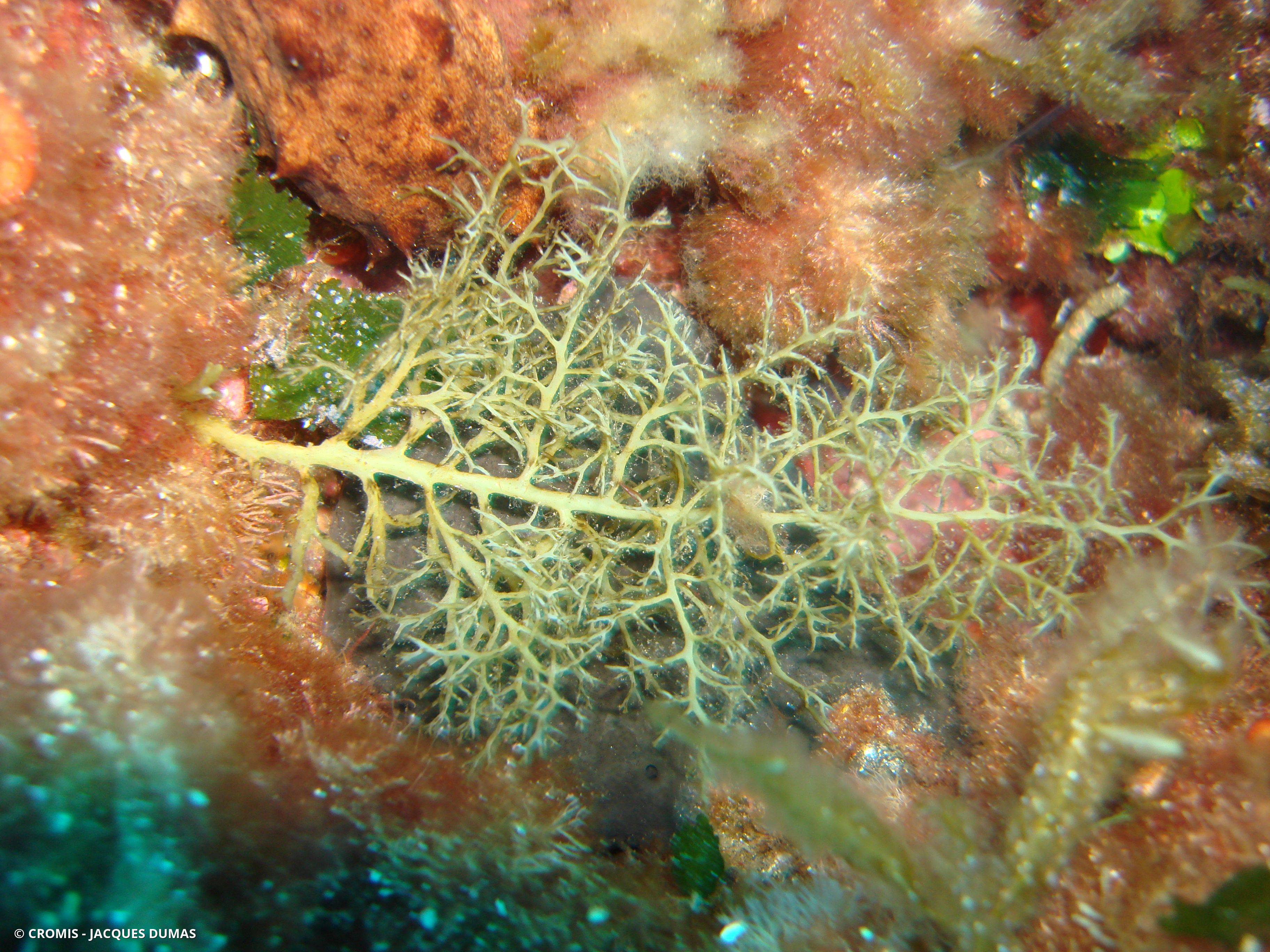 Cystoseire des Baléares