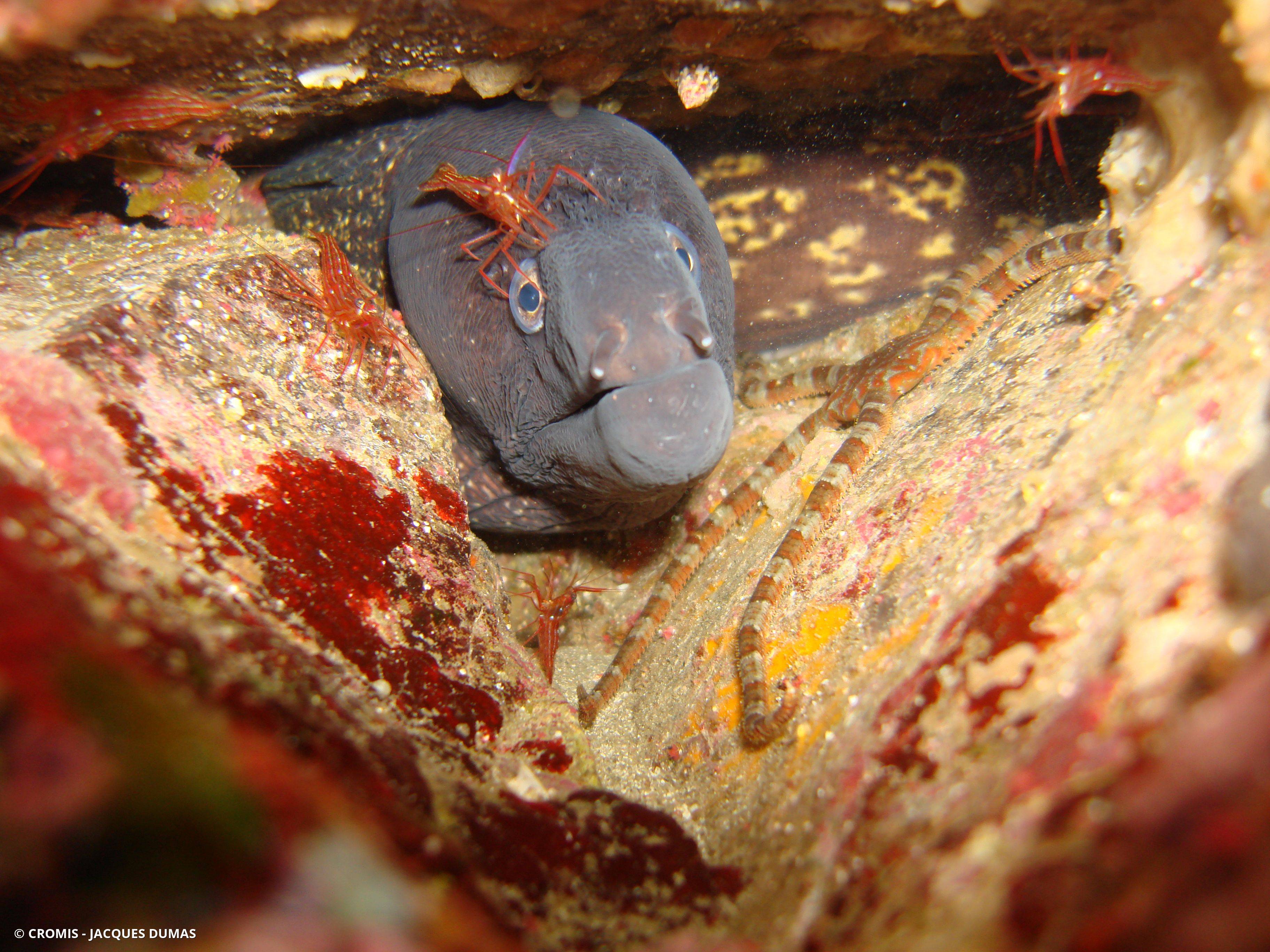 Crevette nettoyeuse rouge