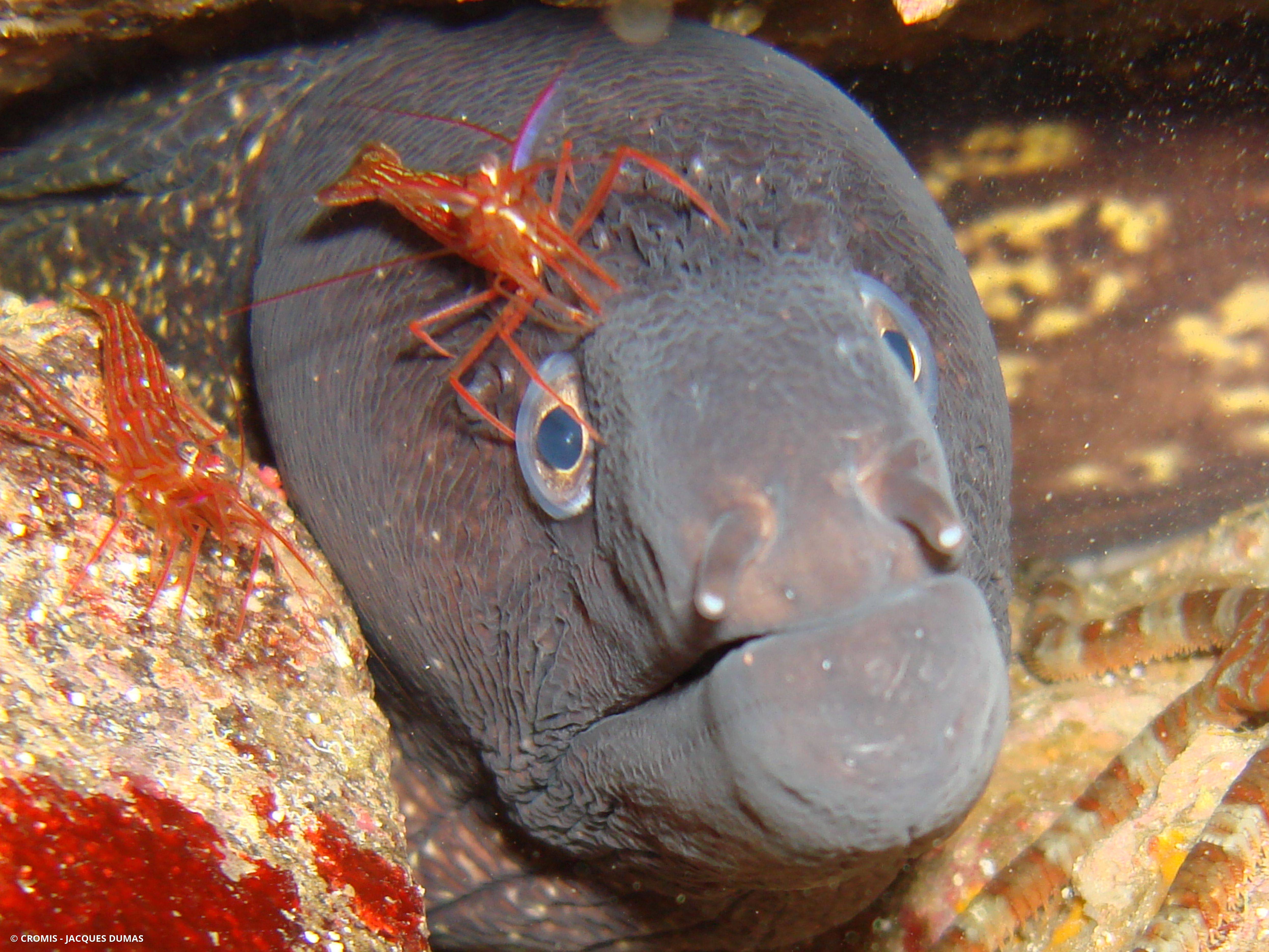 Crevette nettoyeuse rouge