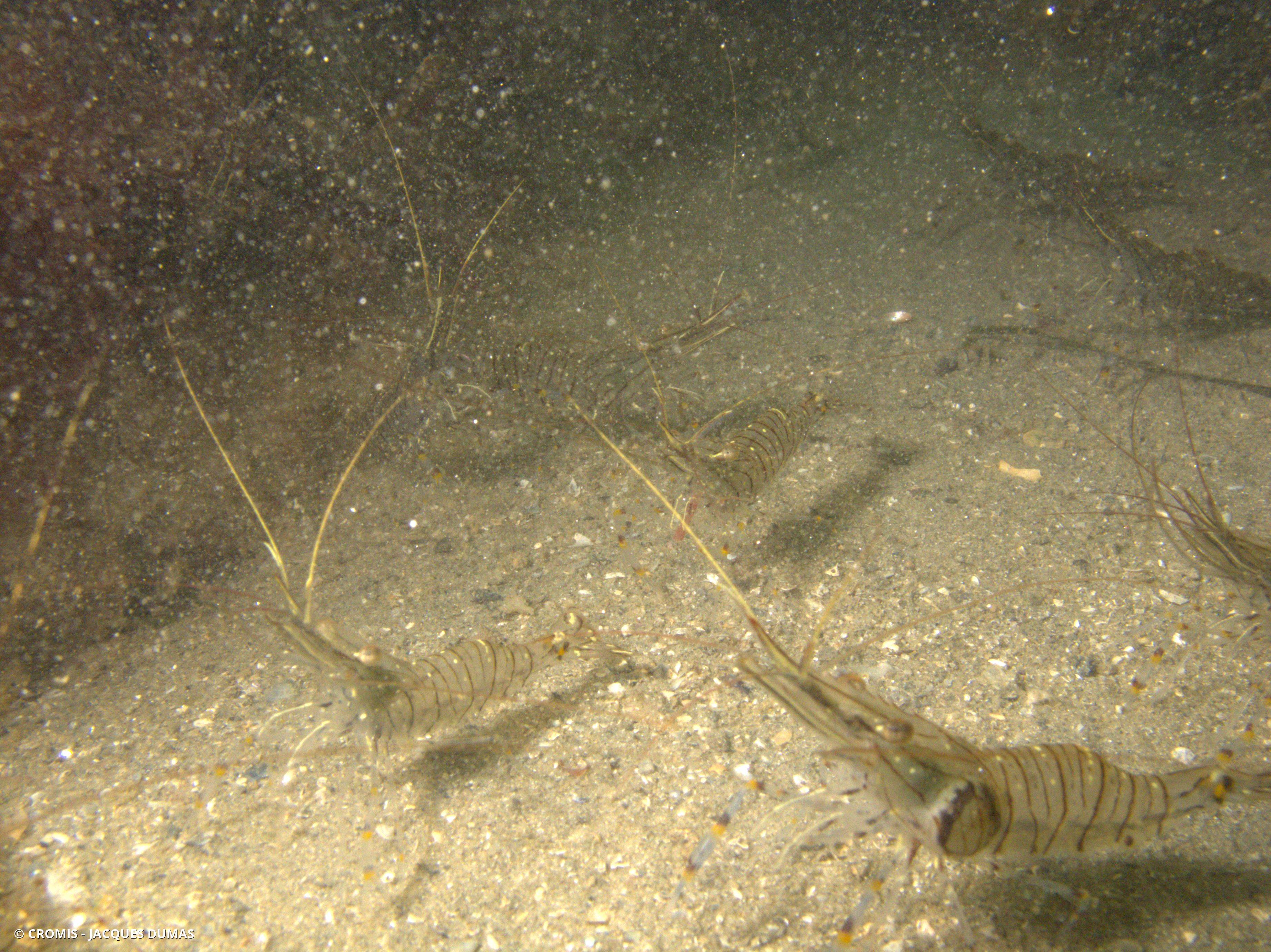 Bopyre des crevettes