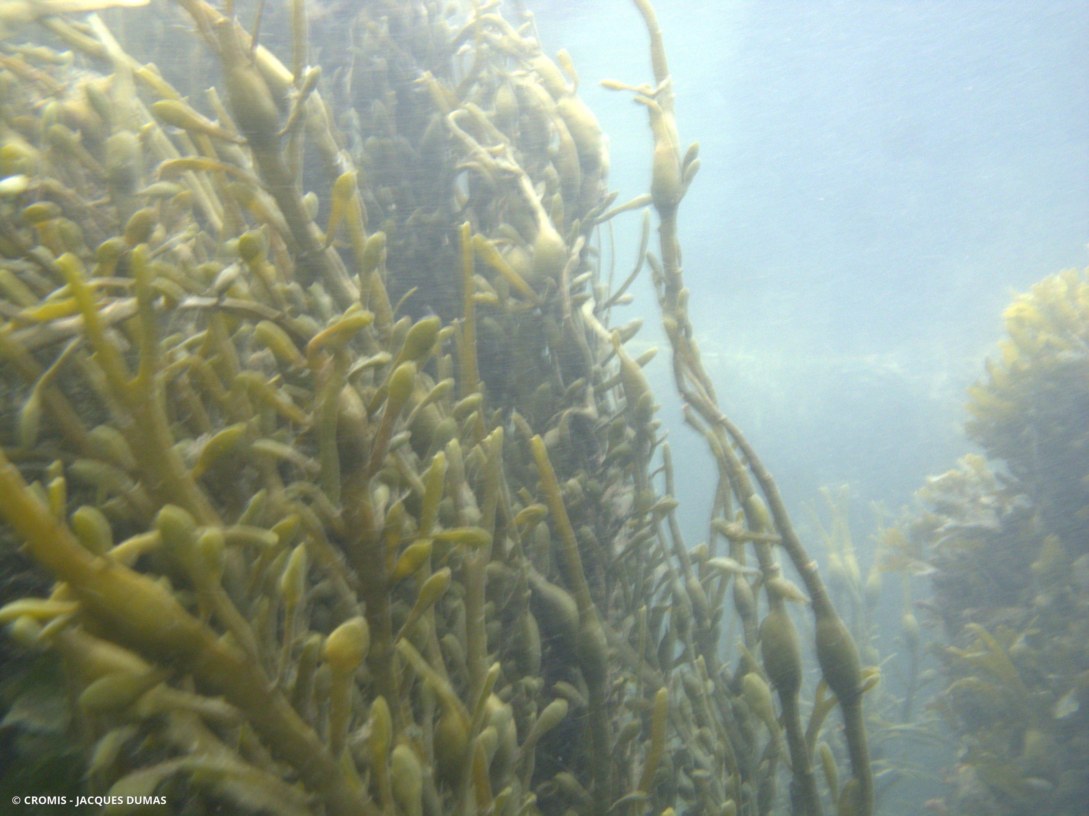 Ascophylle