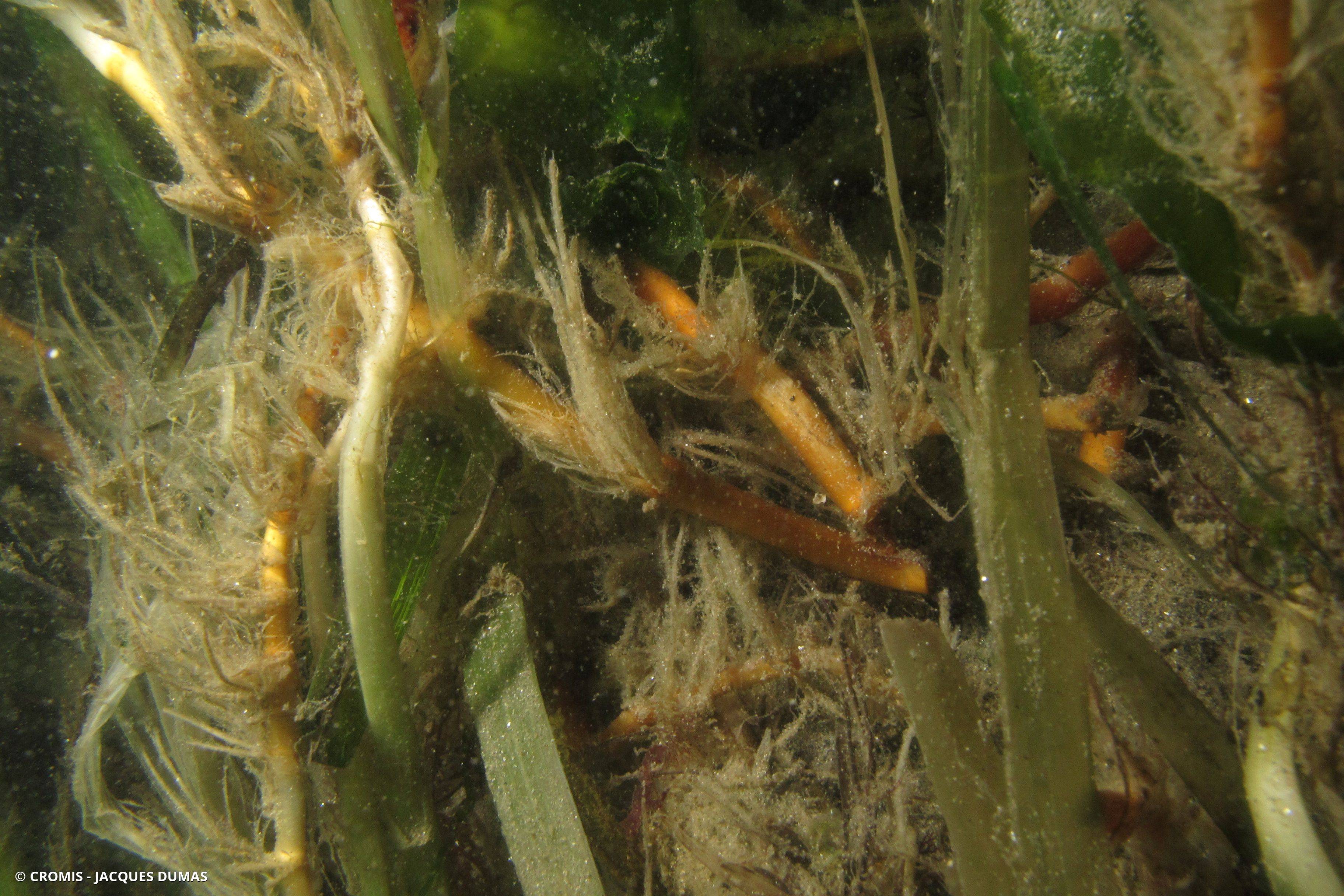 Zostère marine