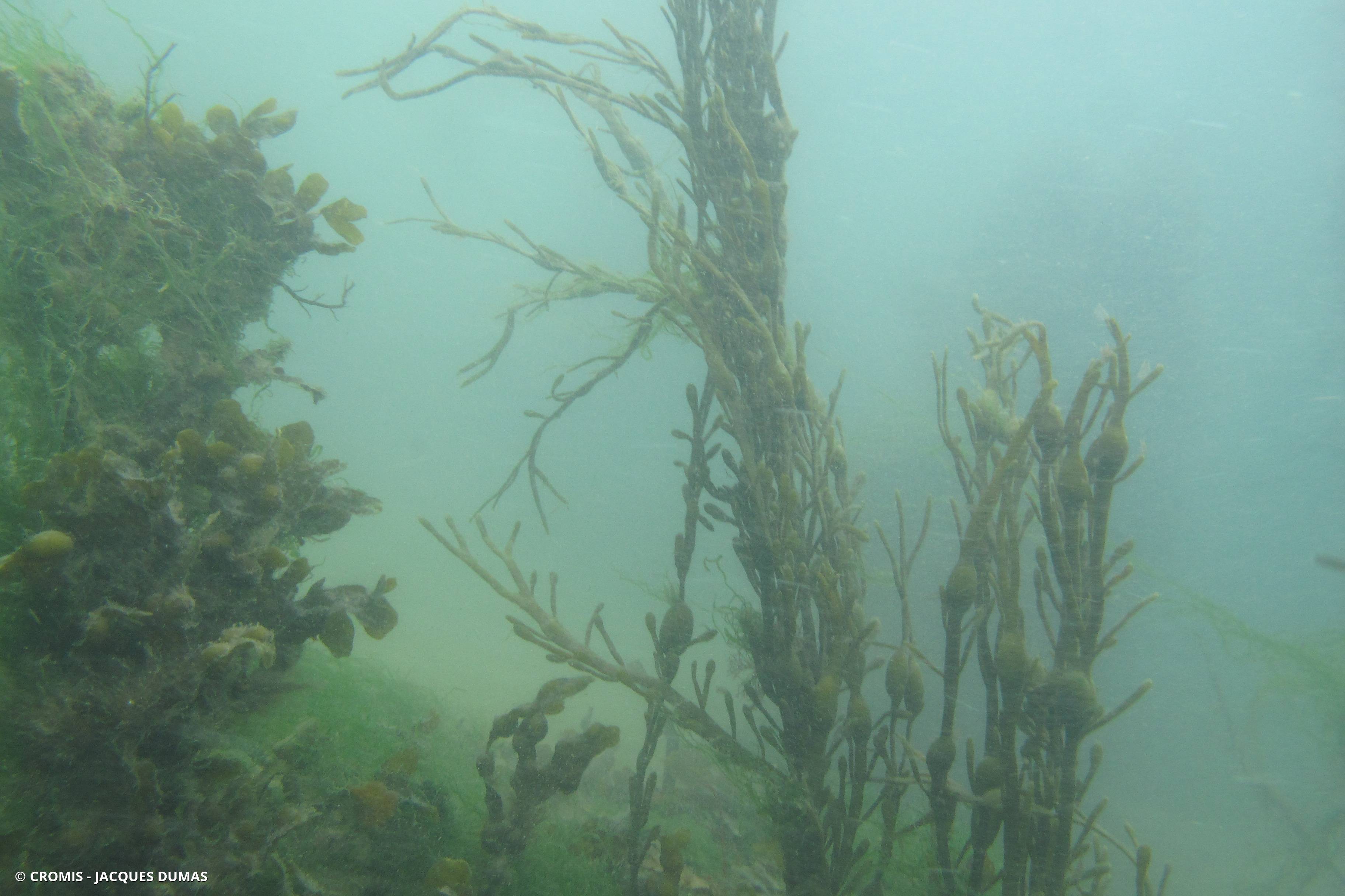 Ascophylle