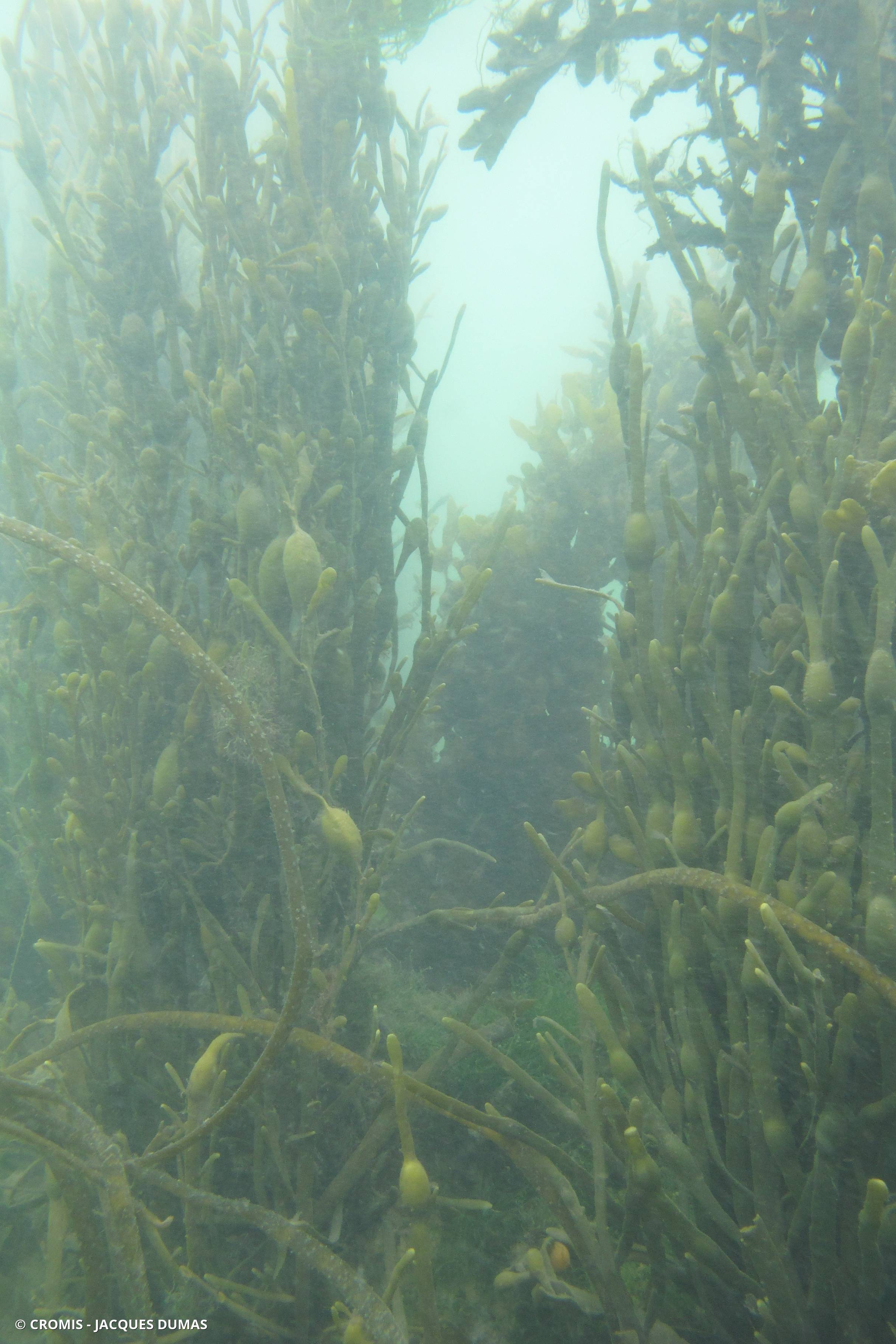 Ascophylle
