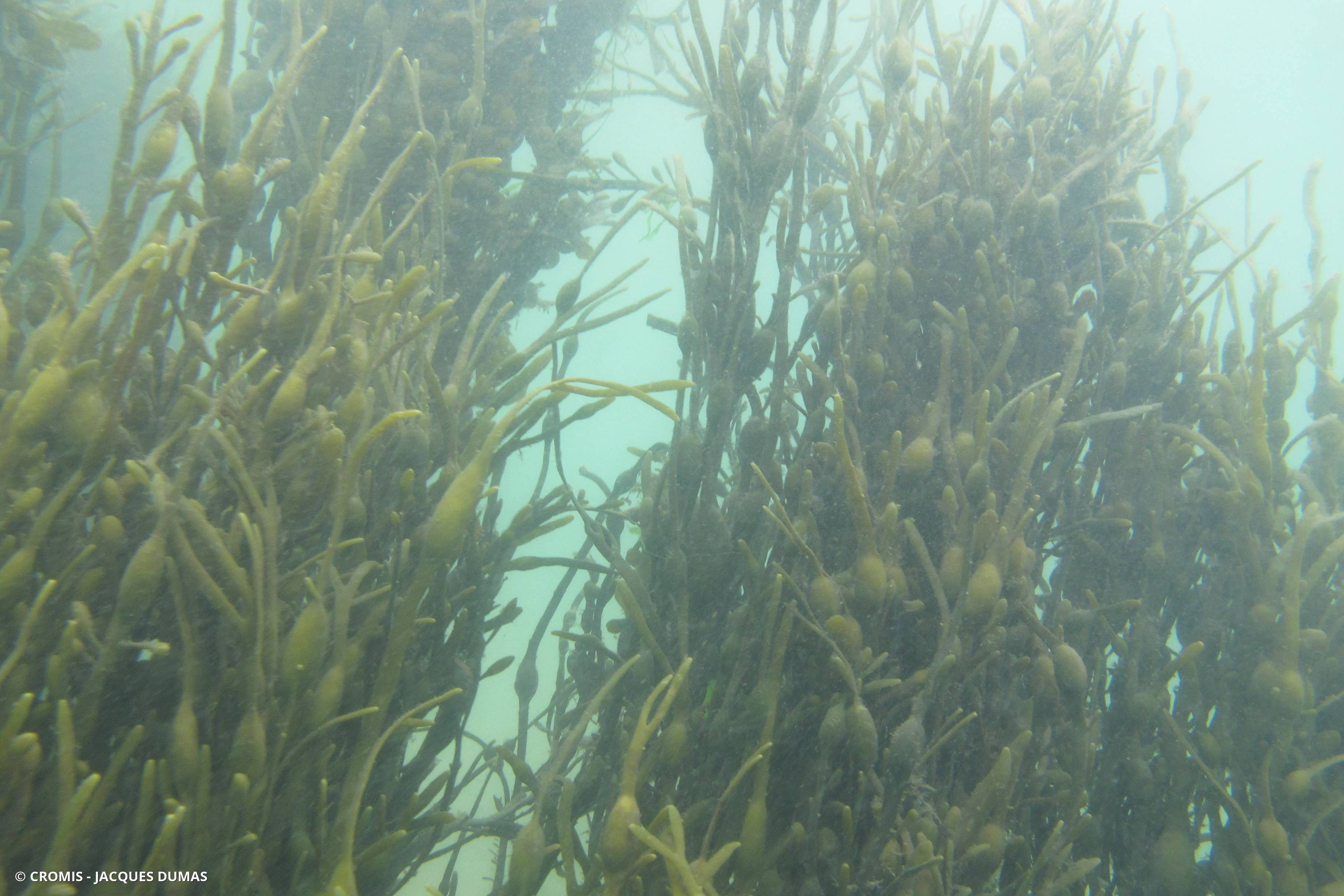 Ascophylle