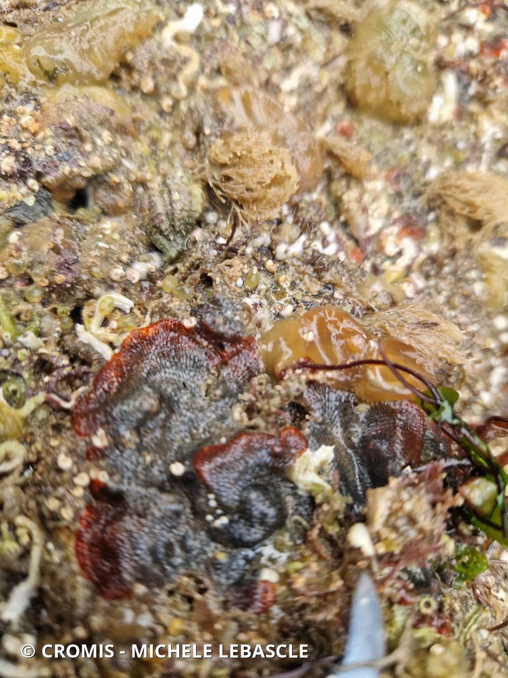 Bryozoaire orange vif et noir à points noirs