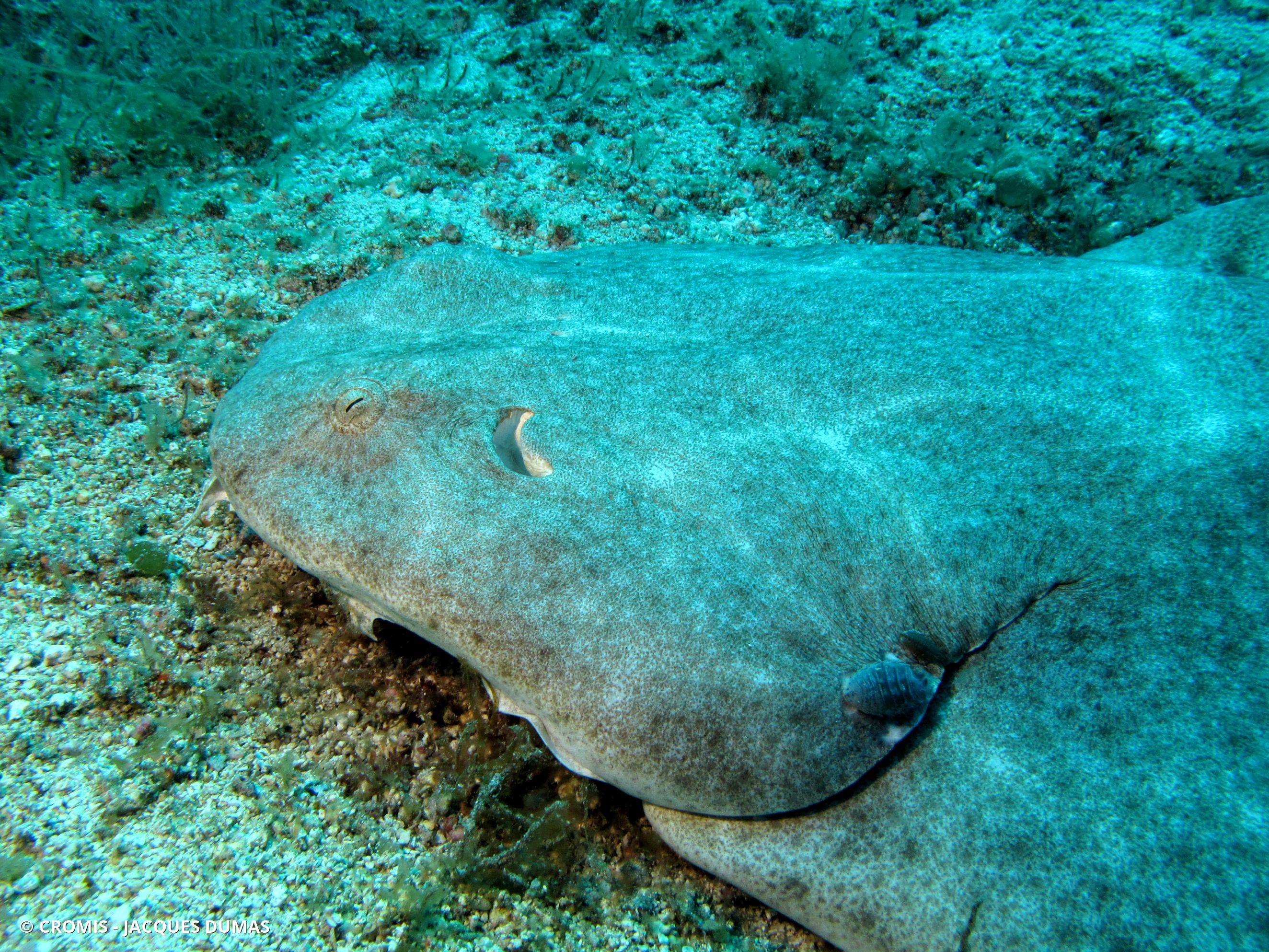 Ange de mer commun