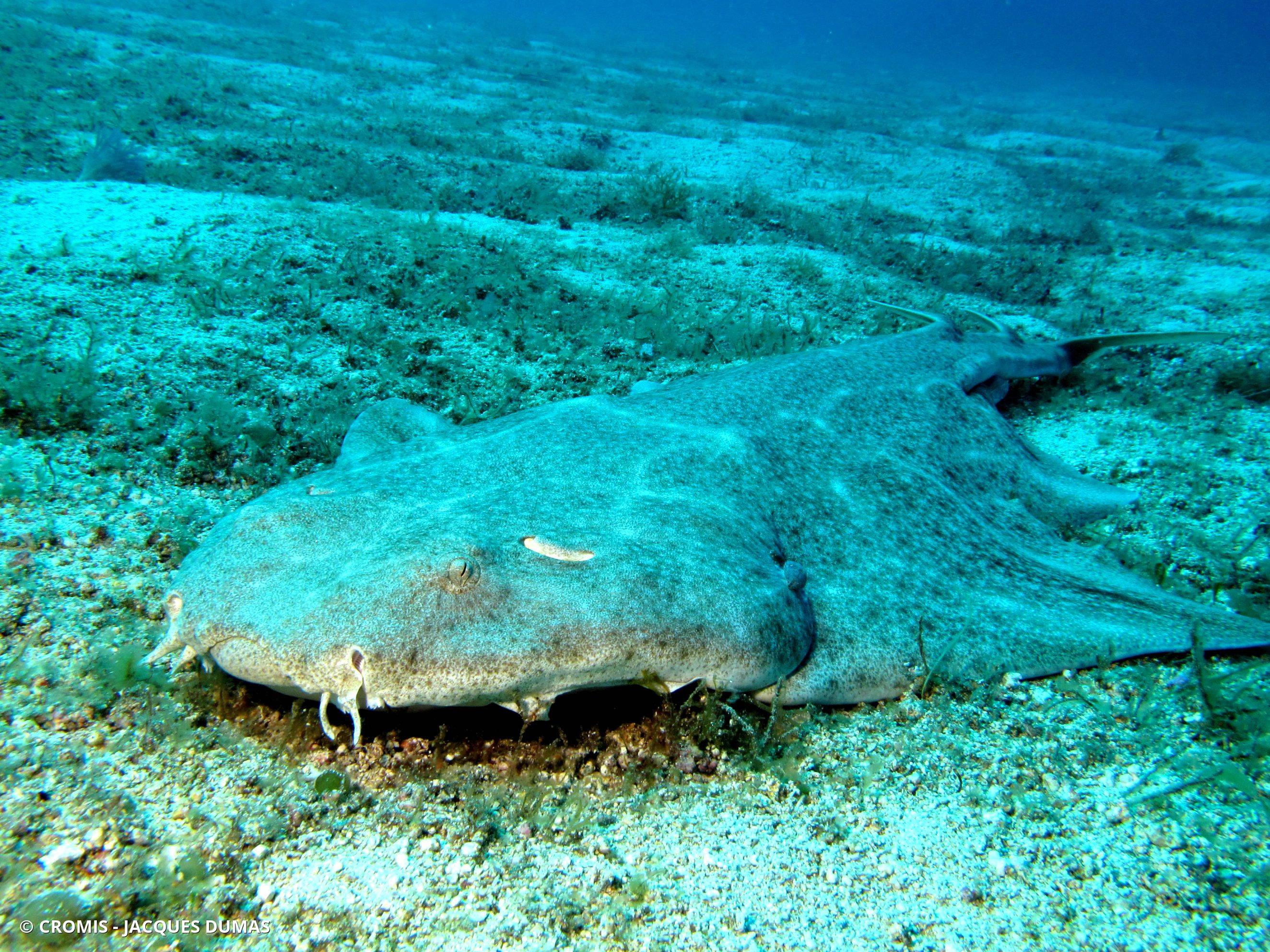 Ange de mer commun