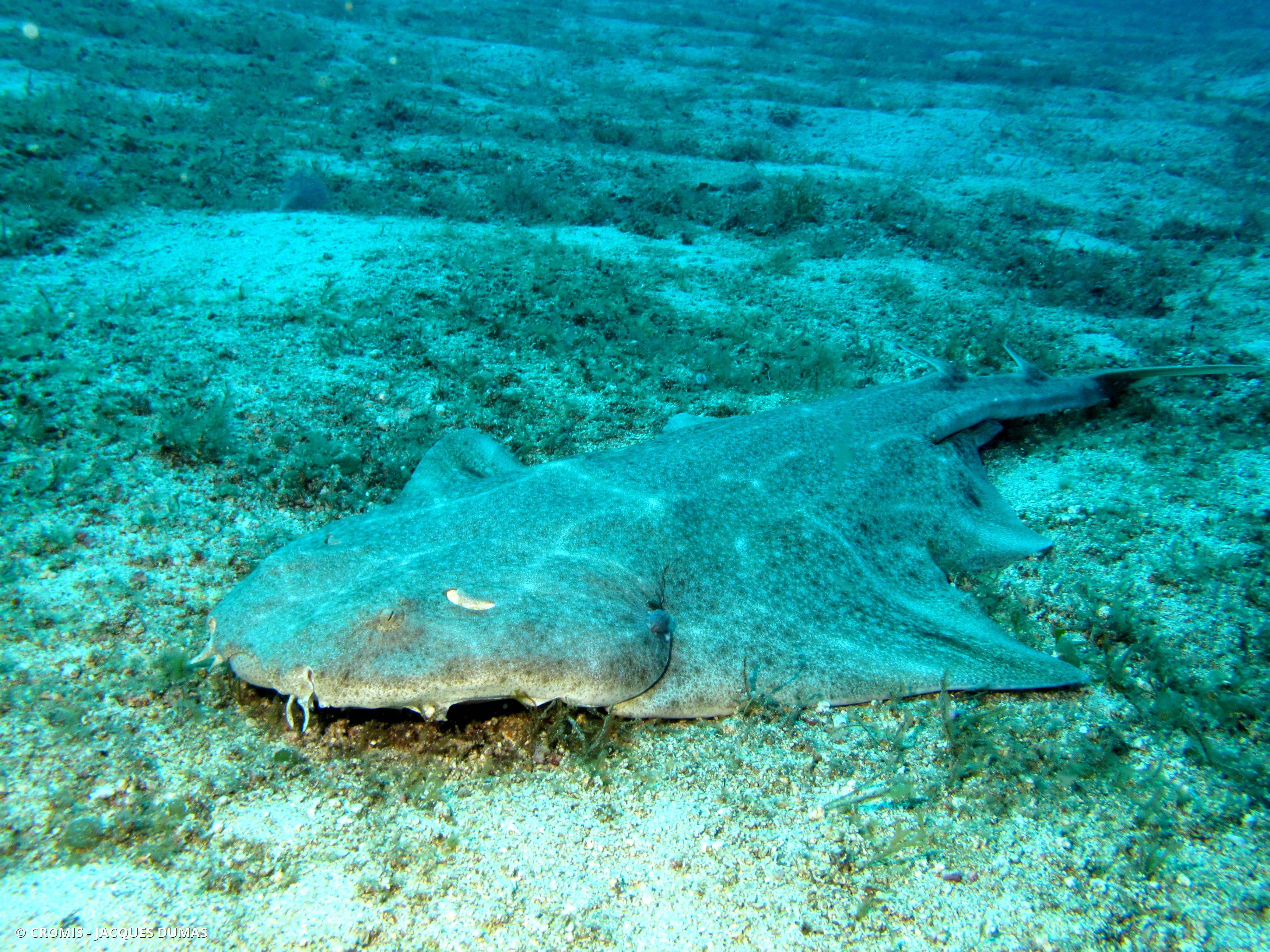 Ange de mer commun