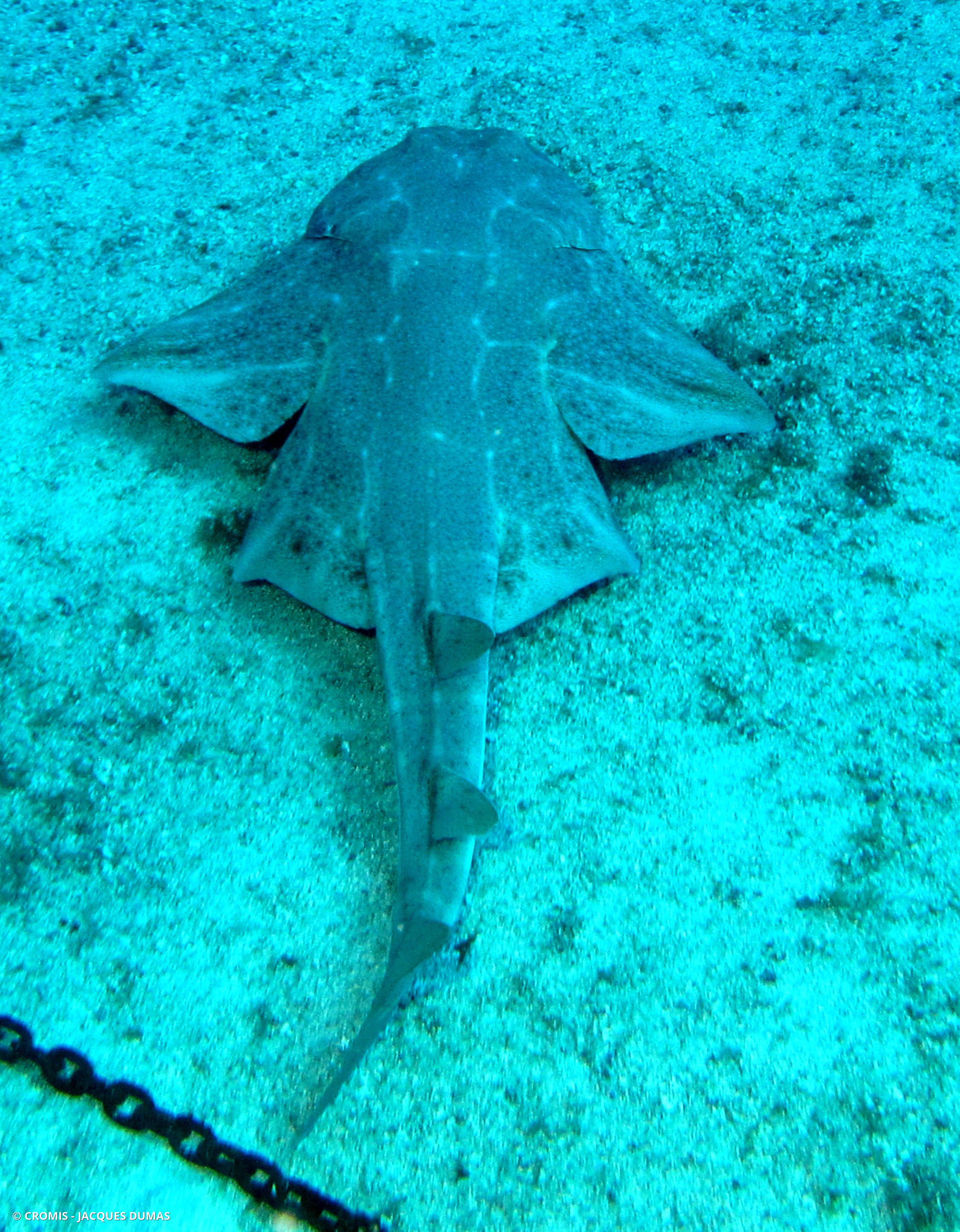 Ange de mer commun