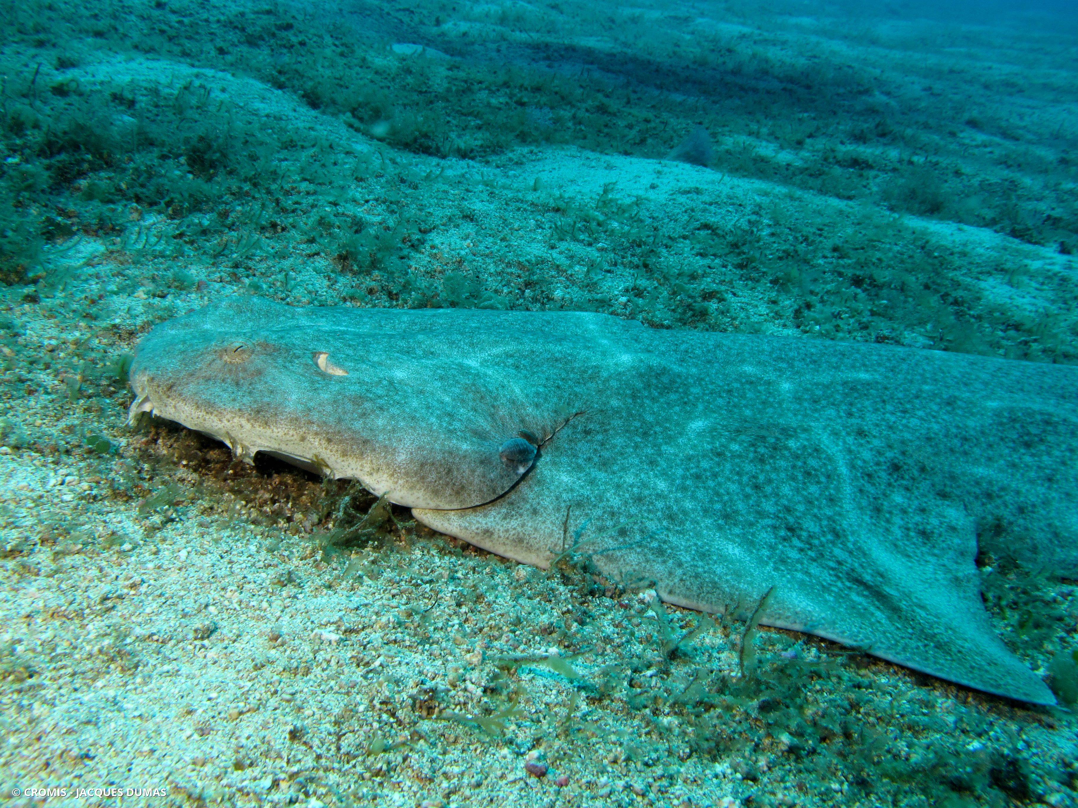 Ange de mer commun
