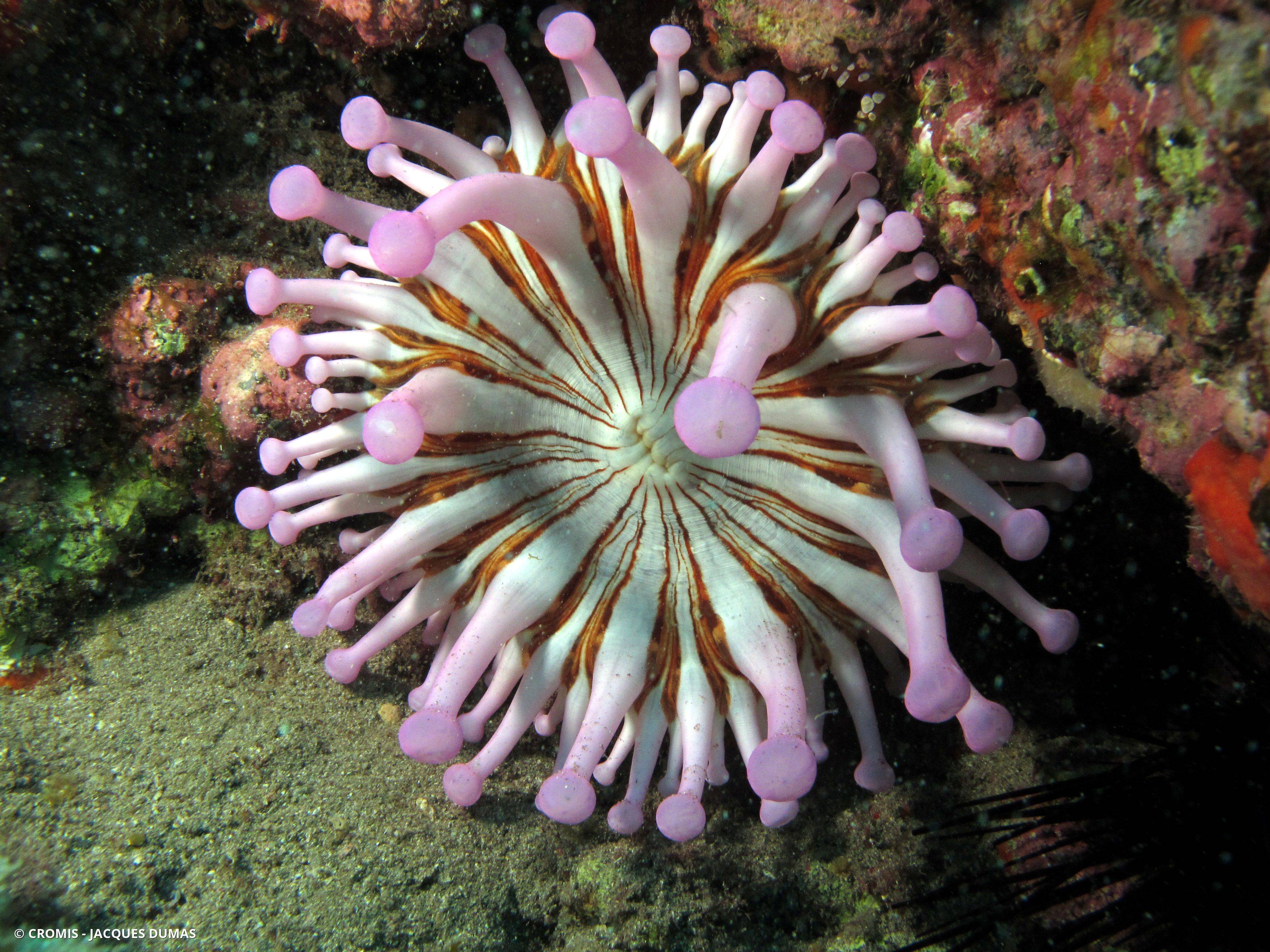 Anémone américaine