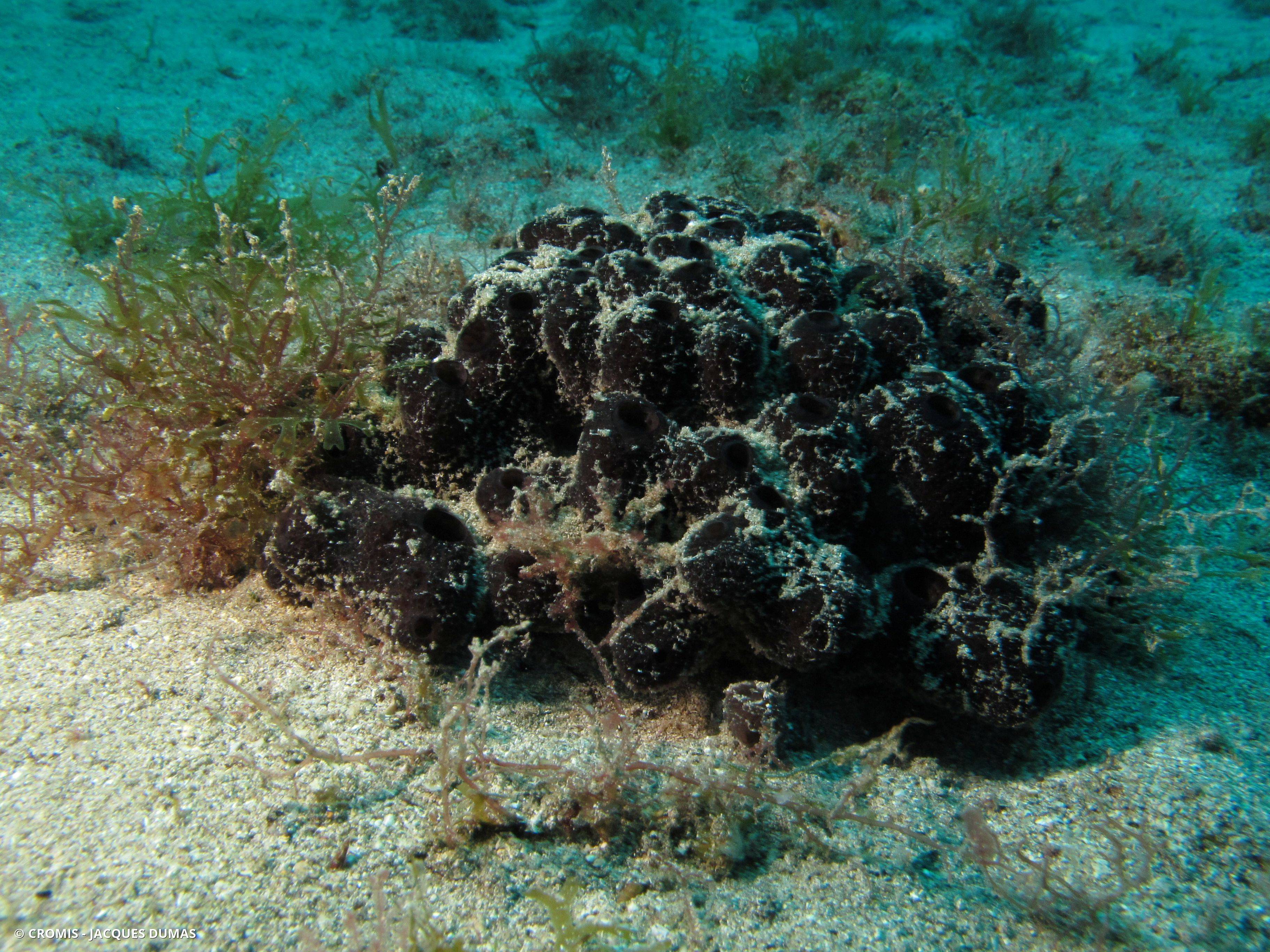 Tedania soufflée