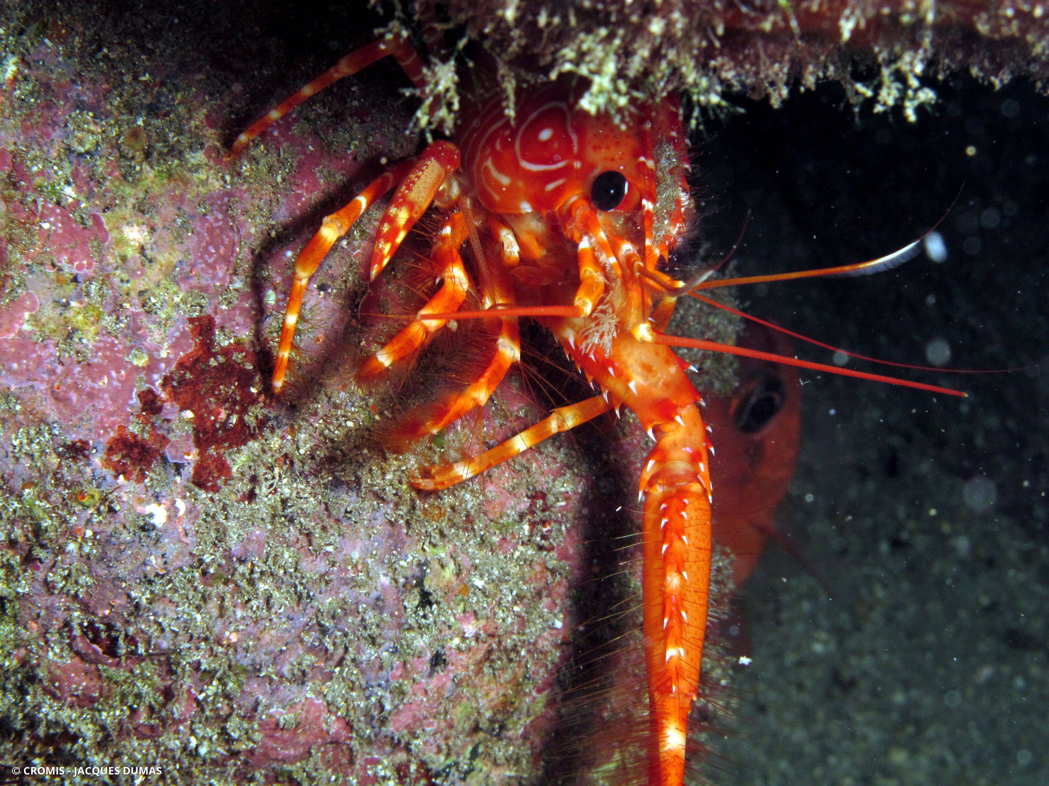 Homard des Antilles