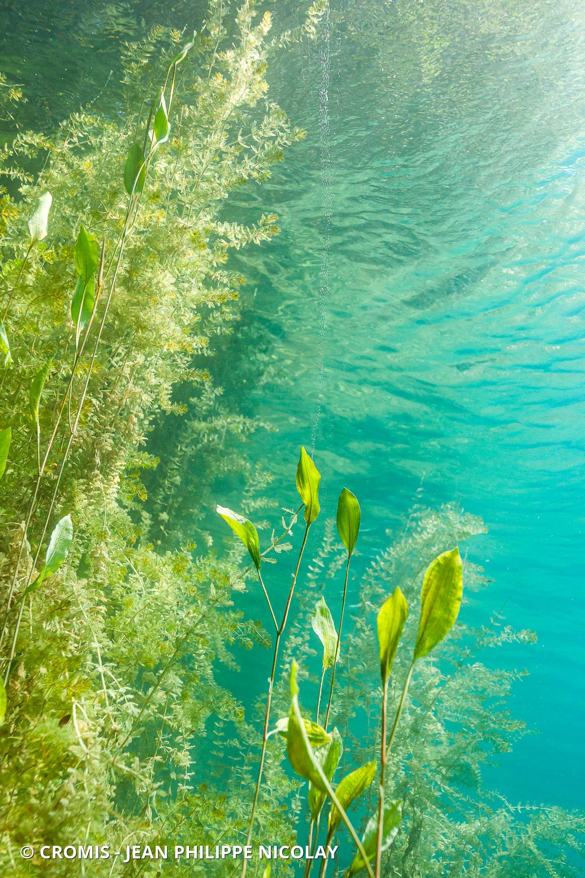 Potamot noueux