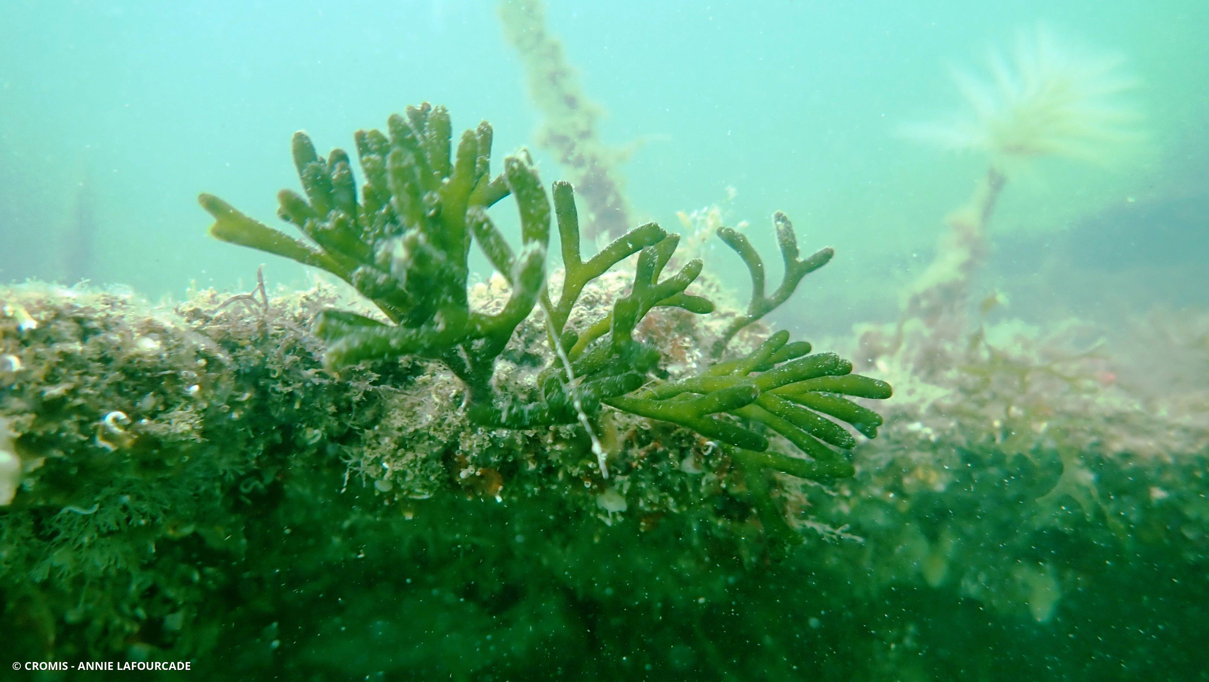 Codium fragile