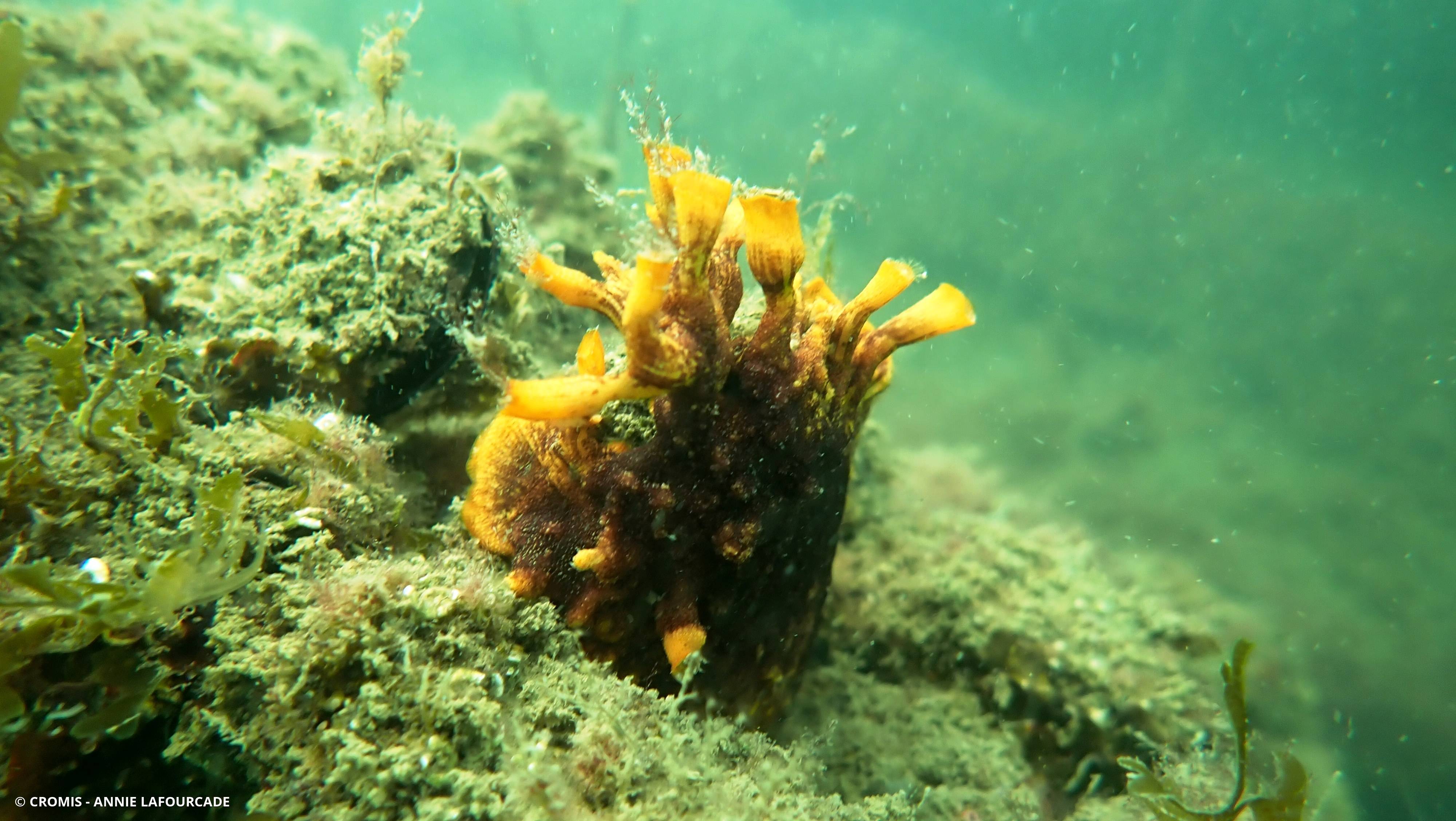 Schizoporella brun