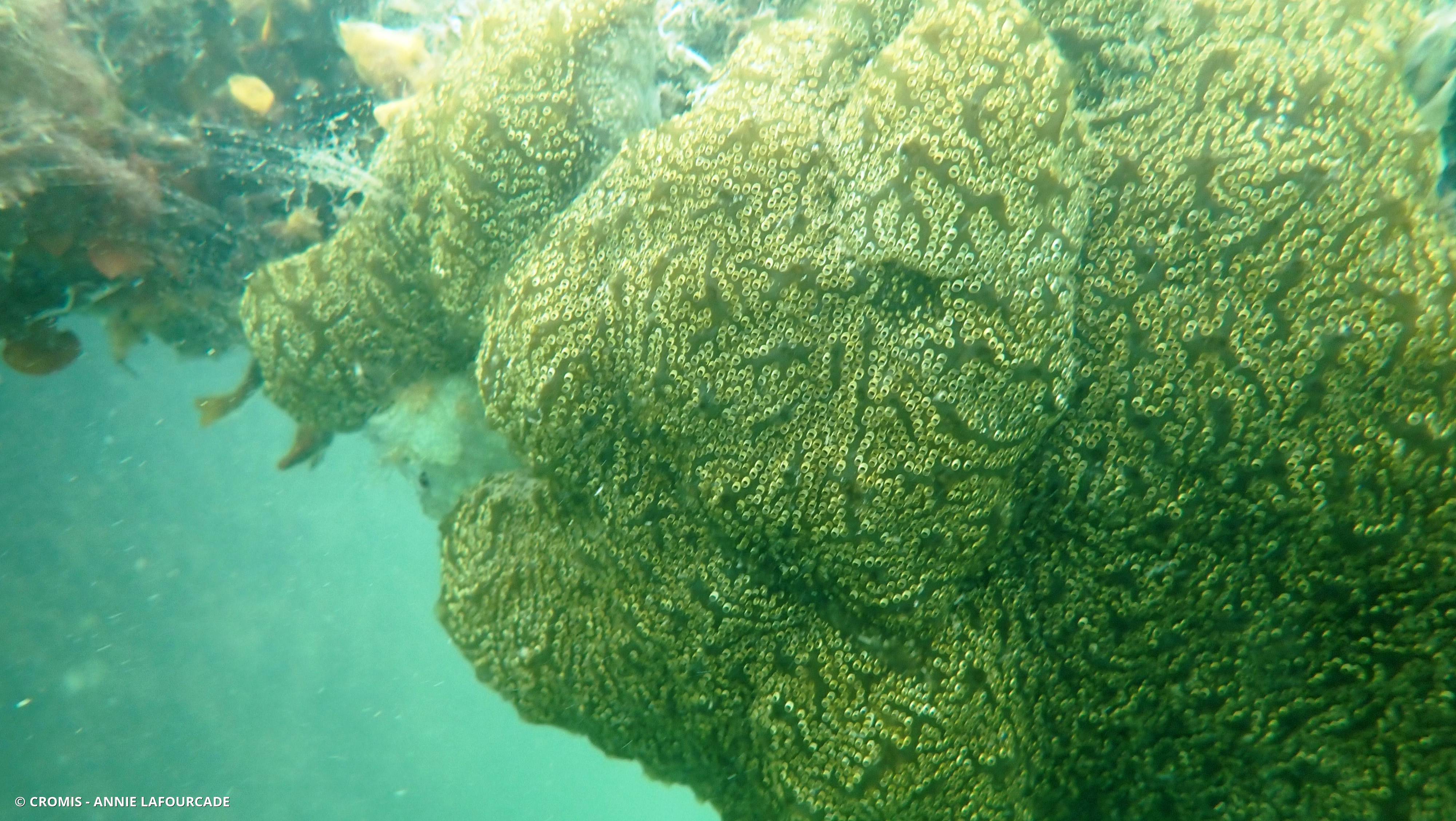 Distaplia des Bermudes